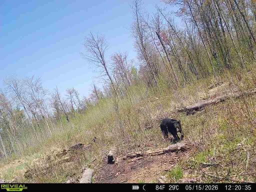 Xxx Fleming Logging Road Property Photo 10