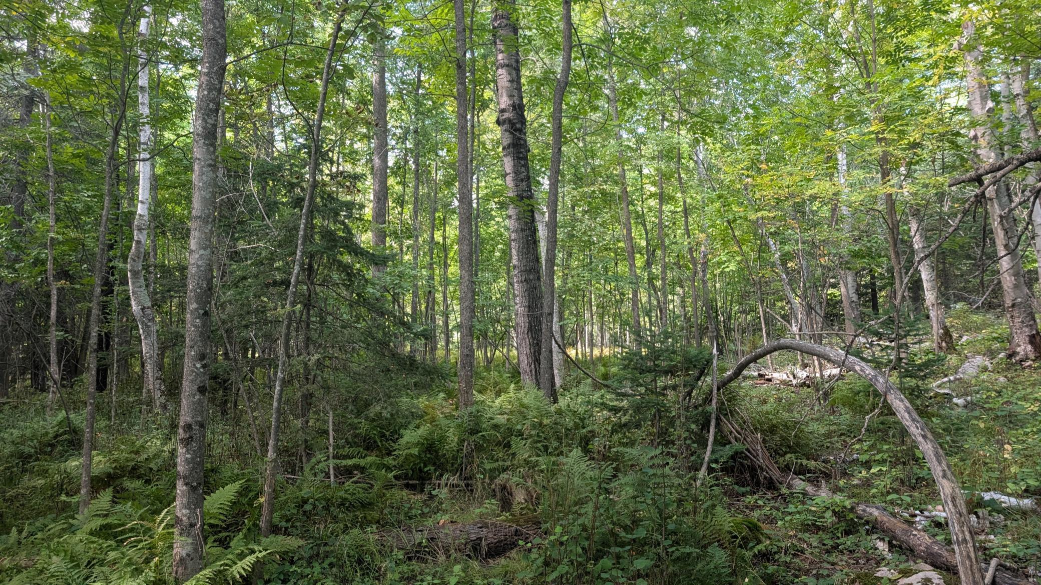 Lot B Everett Bay Rd Property Photo 12