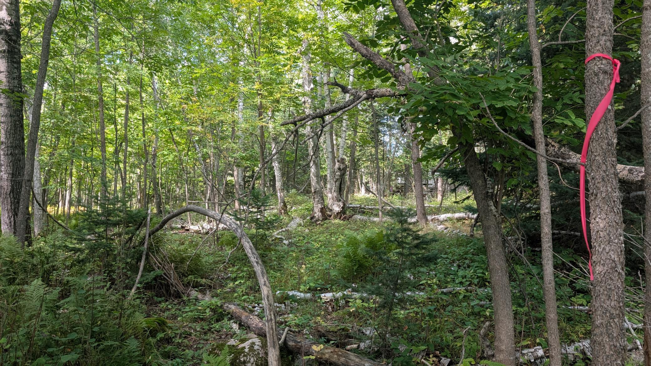 Lot B Everett Bay Rd Property Photo 13