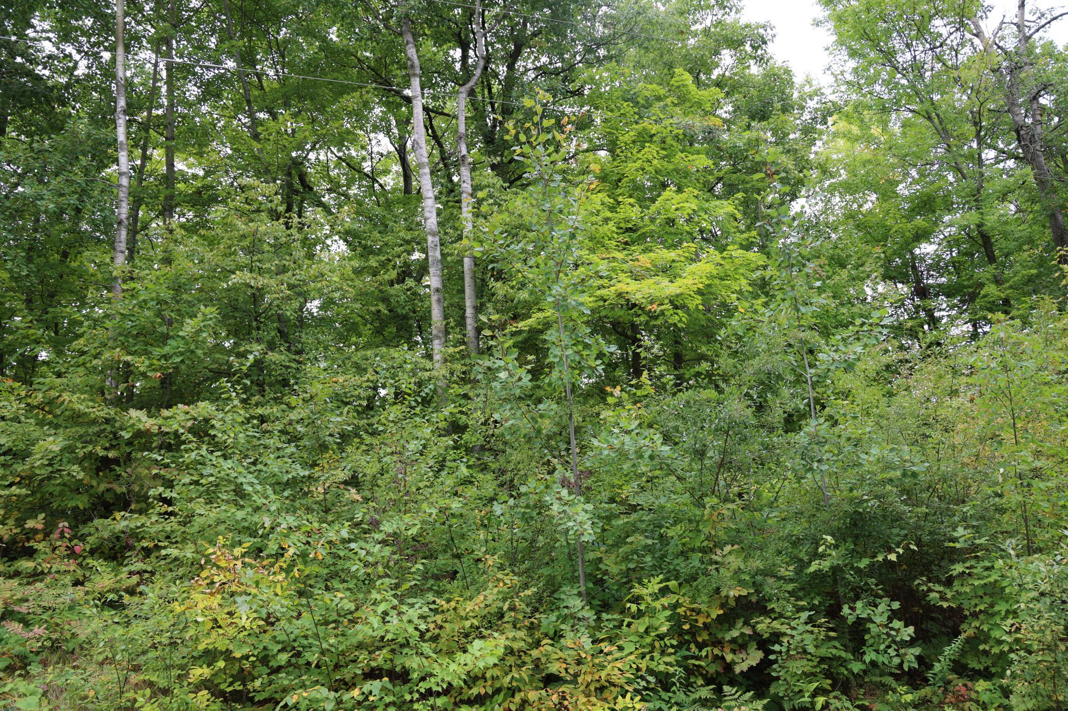 468xx Sugarbrush Circle Property Photo 3