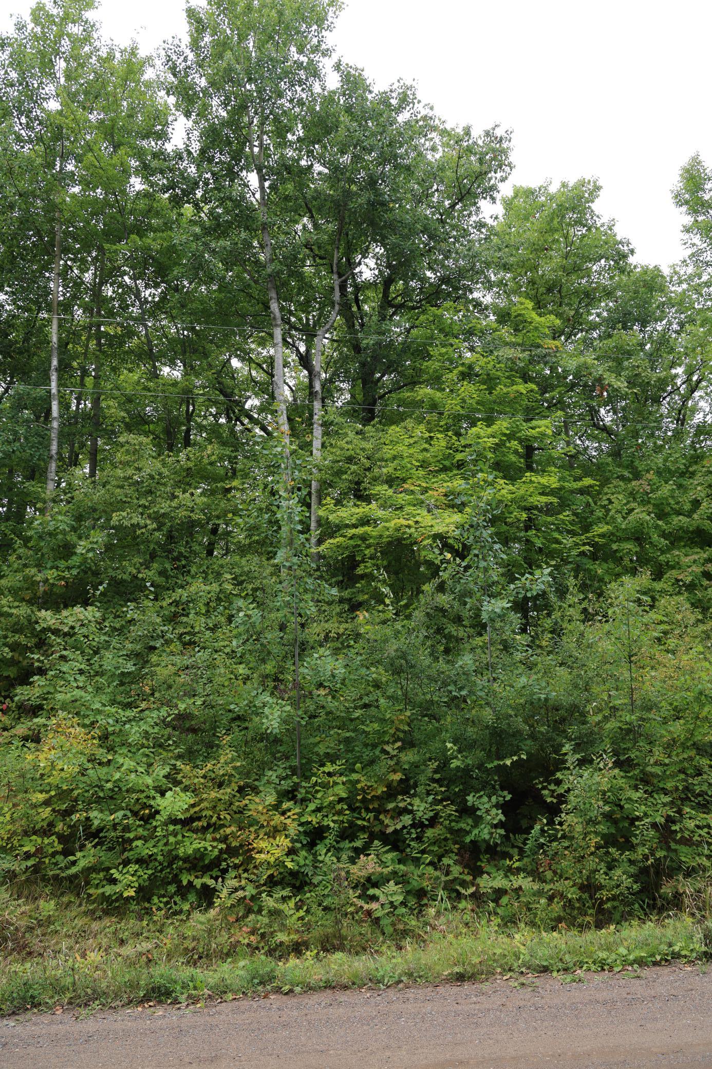 468xx Sugarbrush Circle Property Photo 4