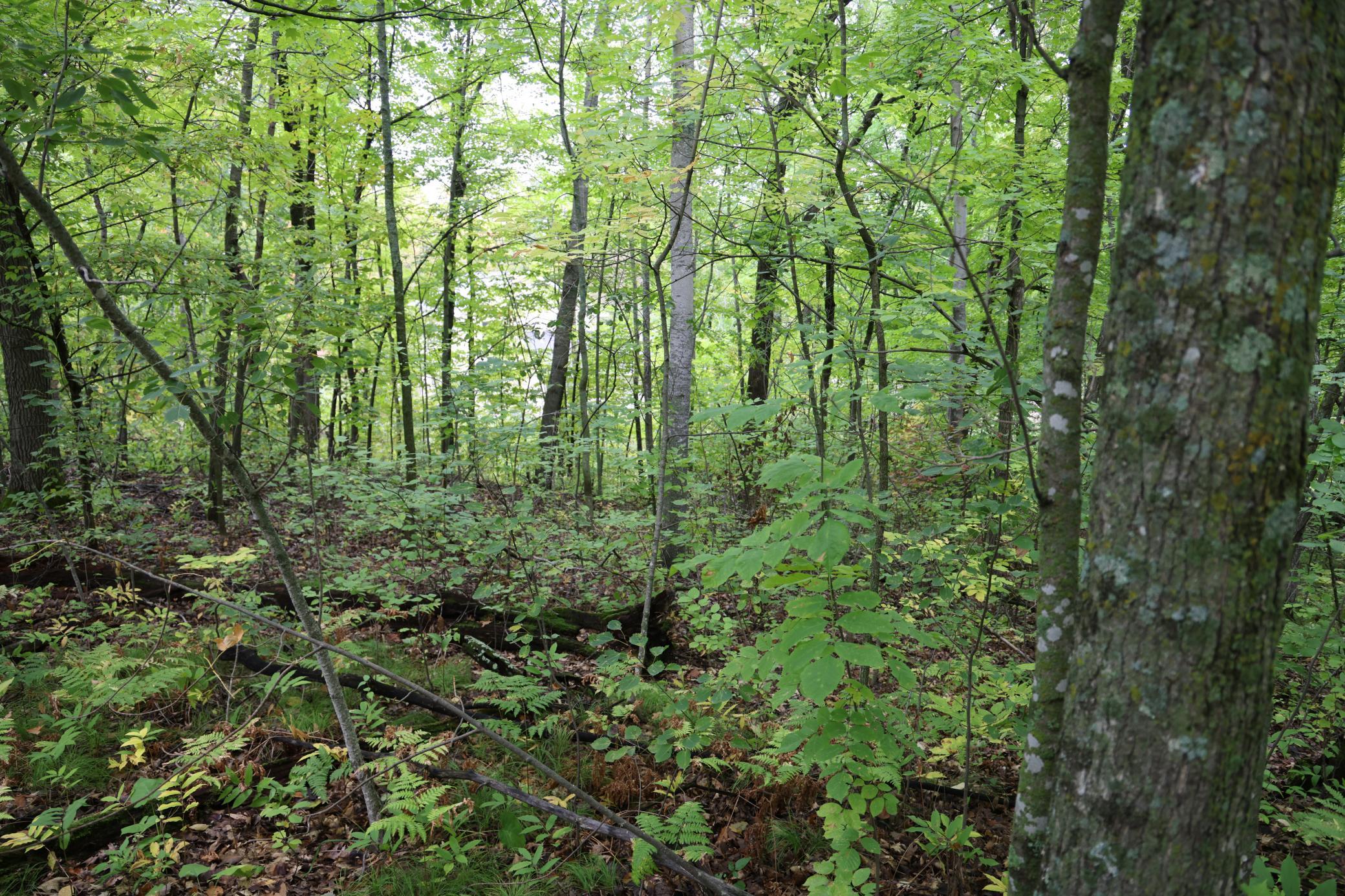 468xx Sugarbrush Circle Property Photo 6