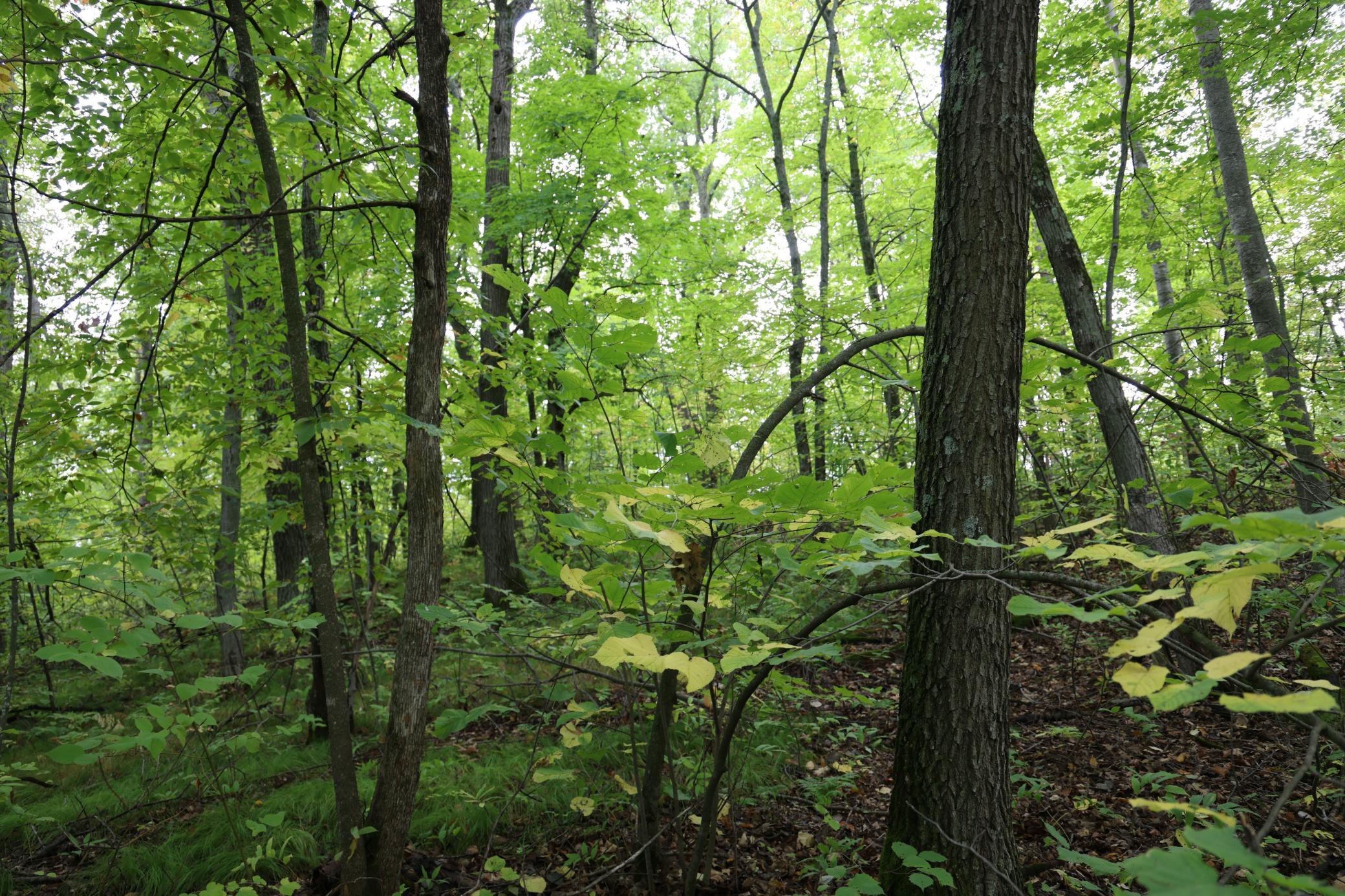 468xx Sugarbrush Circle Property Photo 8