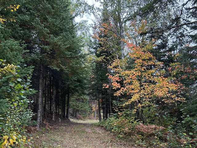 9289 Heino Road Property Photo 43