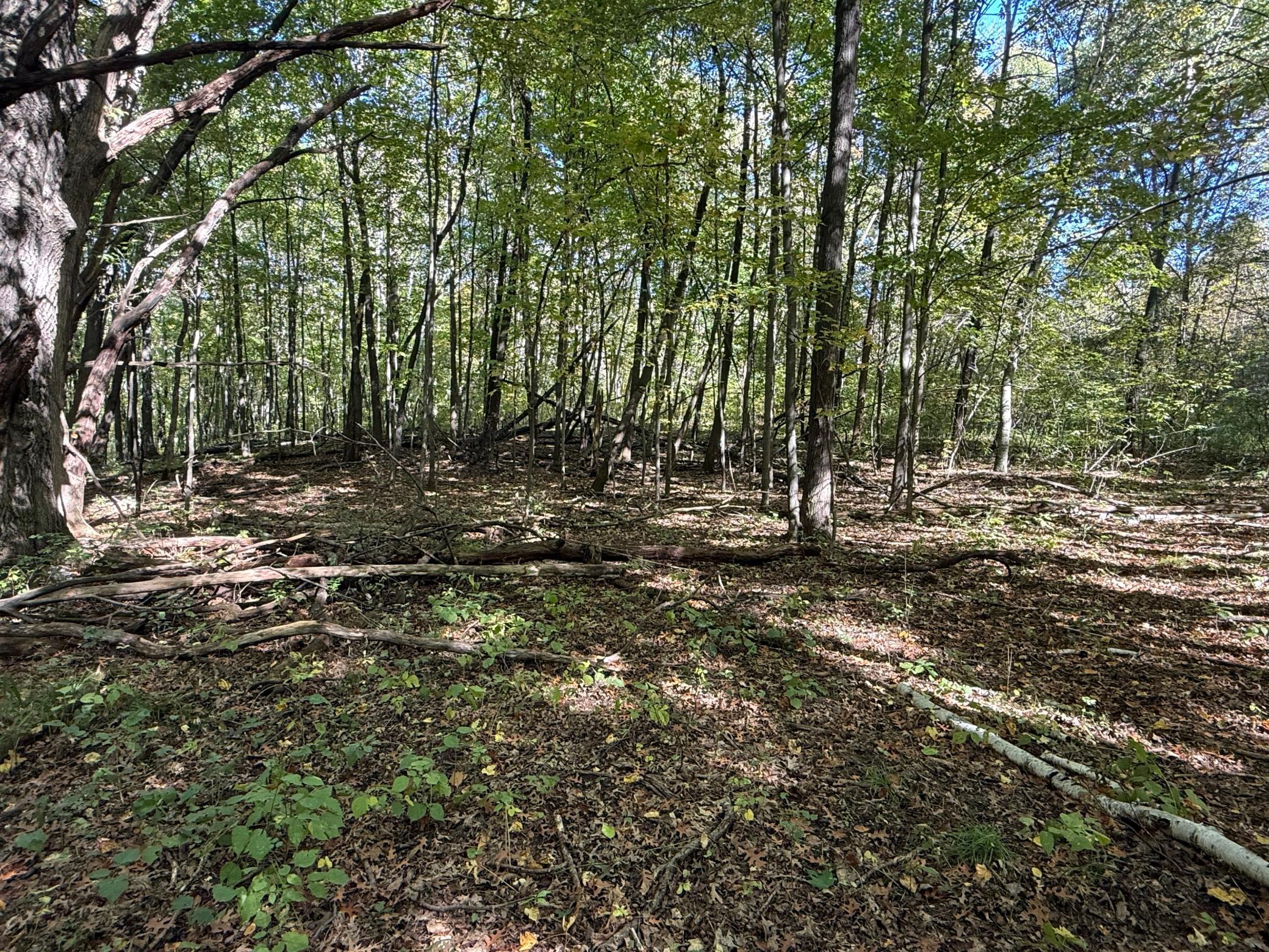 Tbd 90th Avenue Property Photo 5
