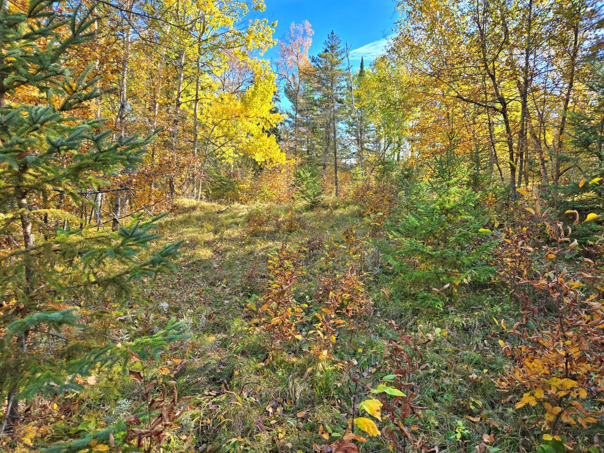 Tbd Ironwood Drive Property Photo 7