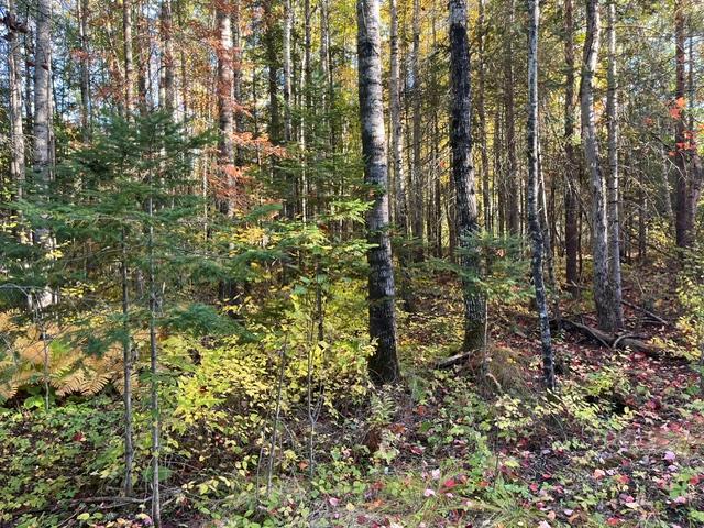 Tbd Lost Lake Rd. Property Photo 4