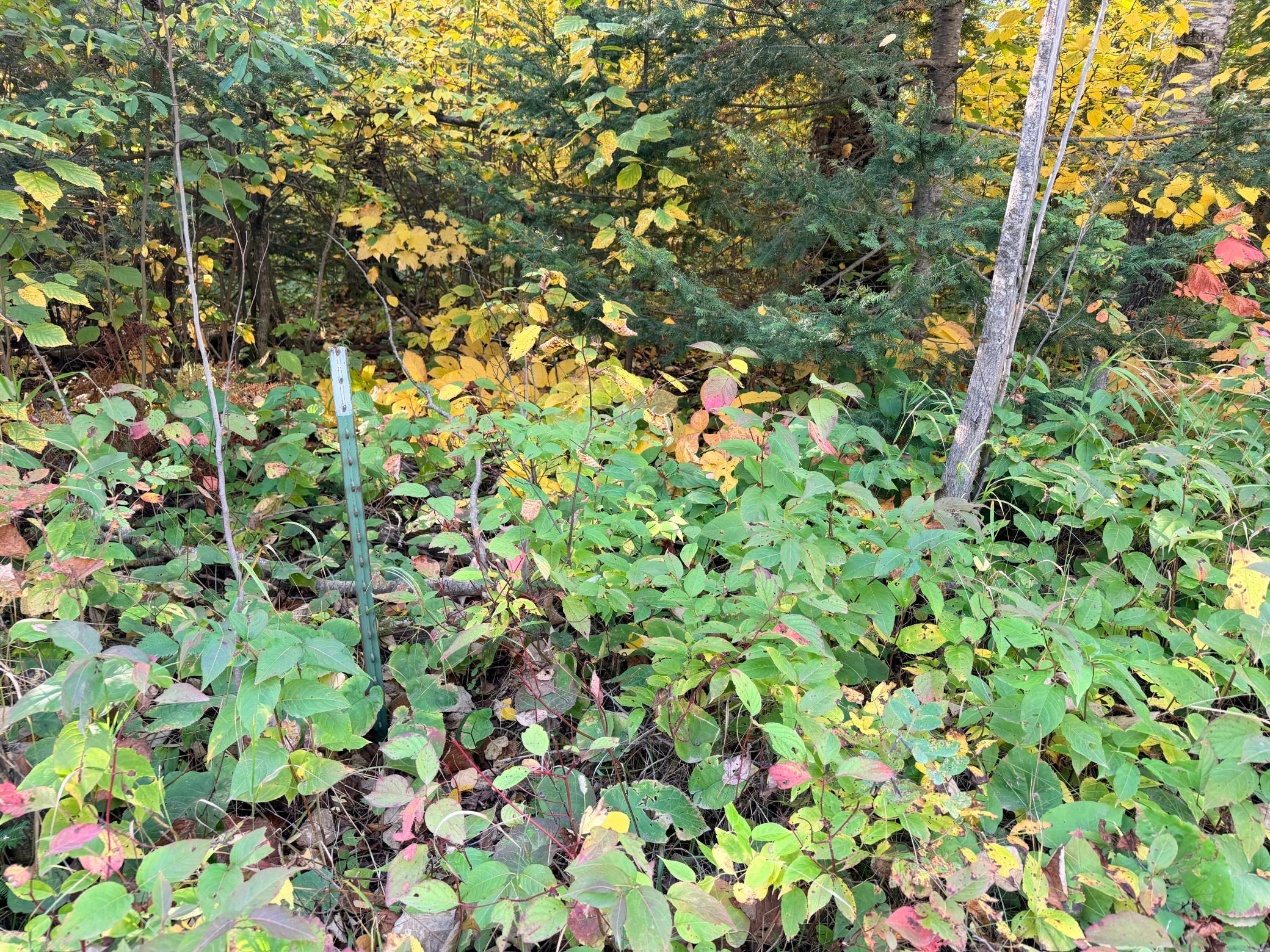 4603 North Road Property Photo 12