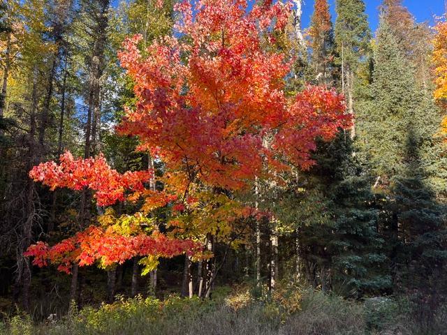 Tbd S Loon Lake Rd. Property Photo 2