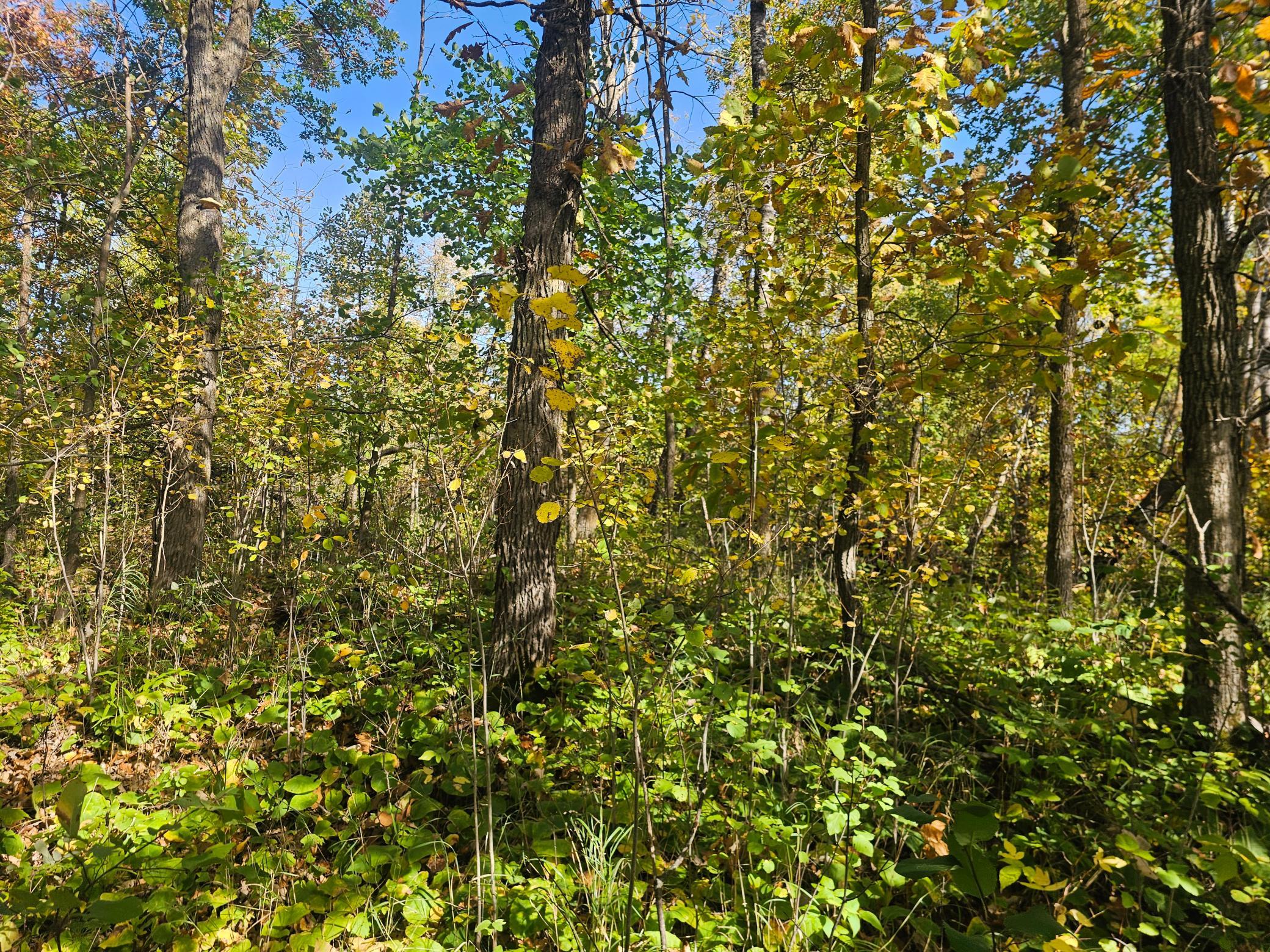 Tbd County Road 30 Property Photo 10