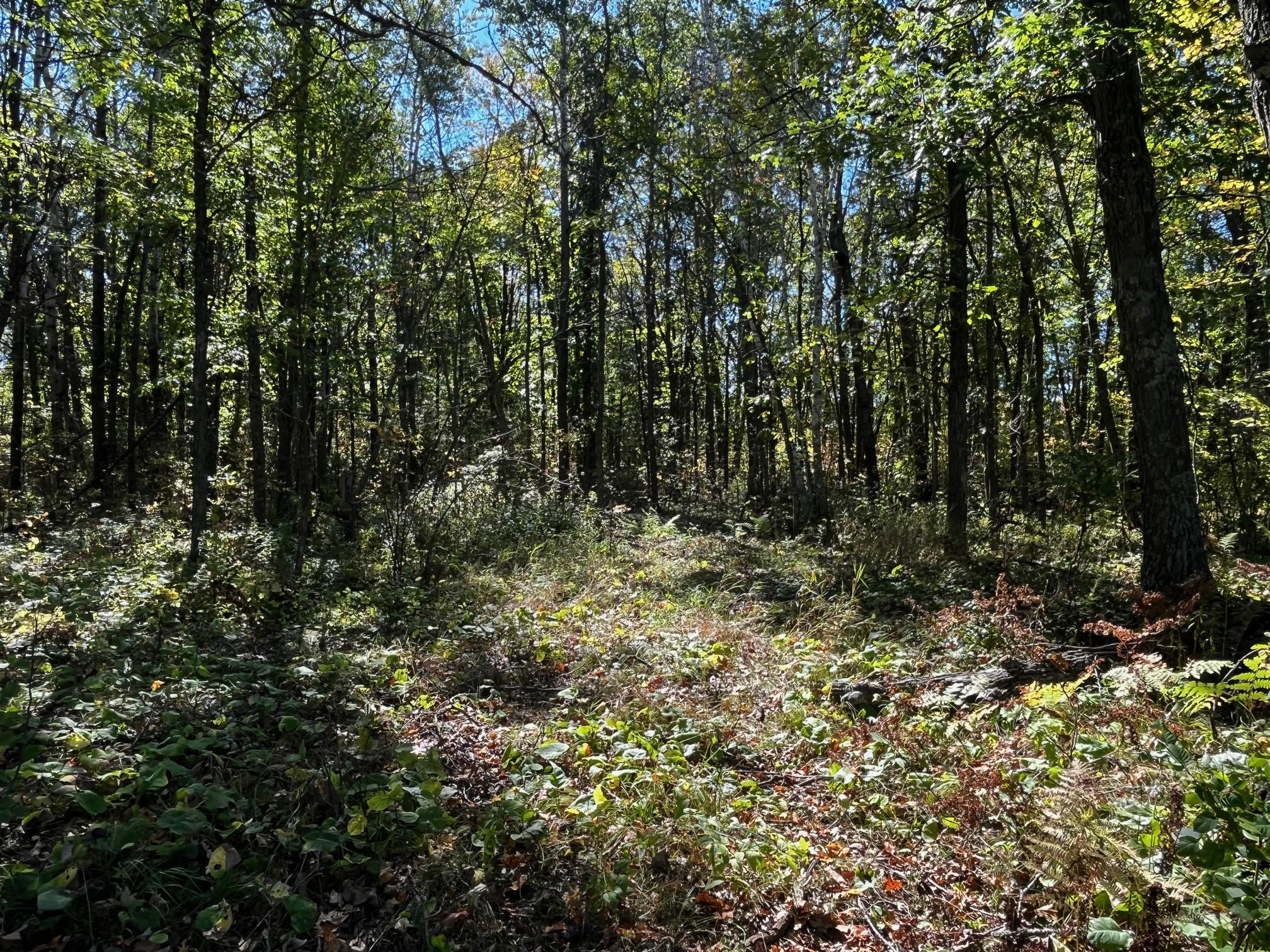 Tbd County Road 2 Property Photo 10