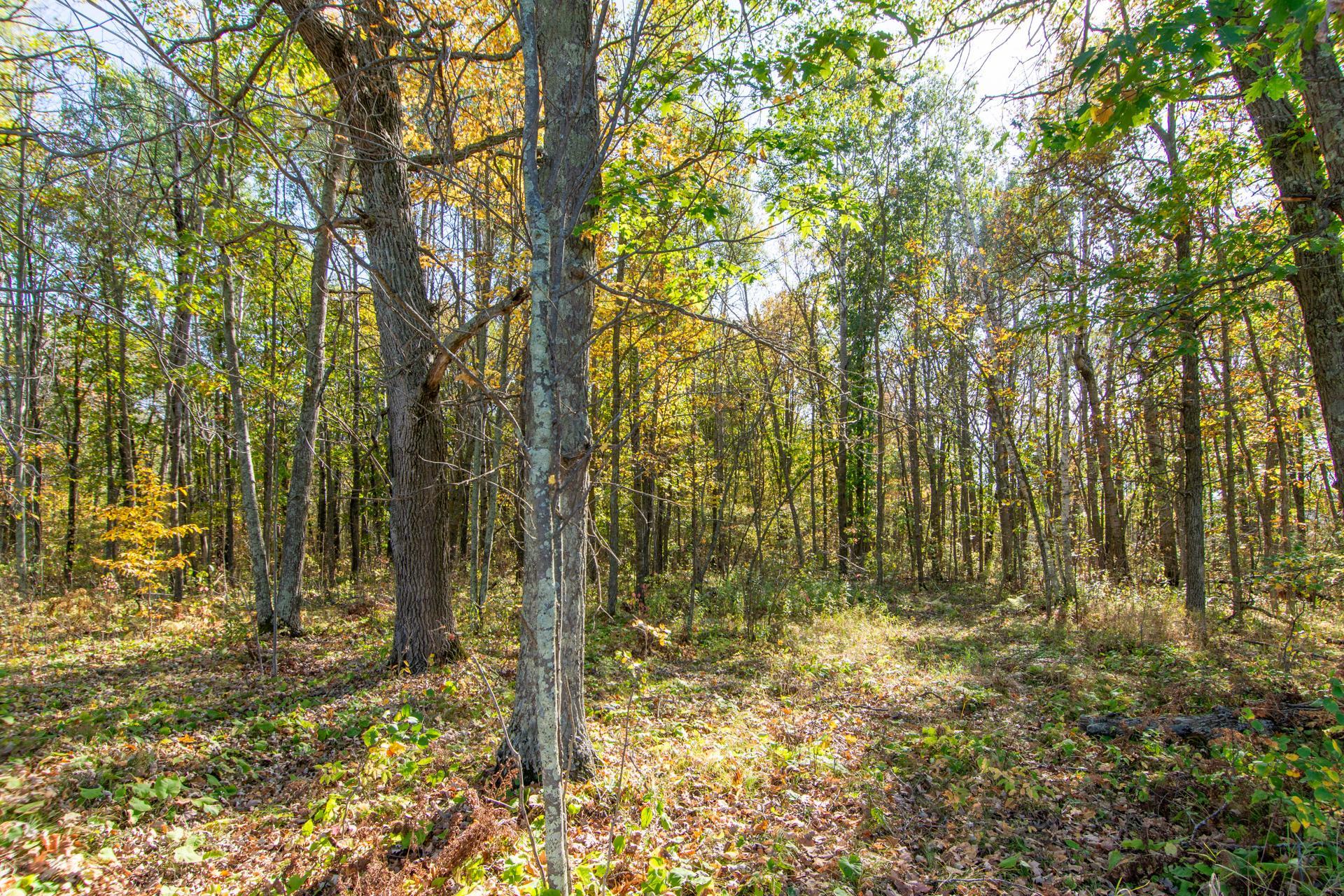 Tbd County Road 2 Property Photo 16