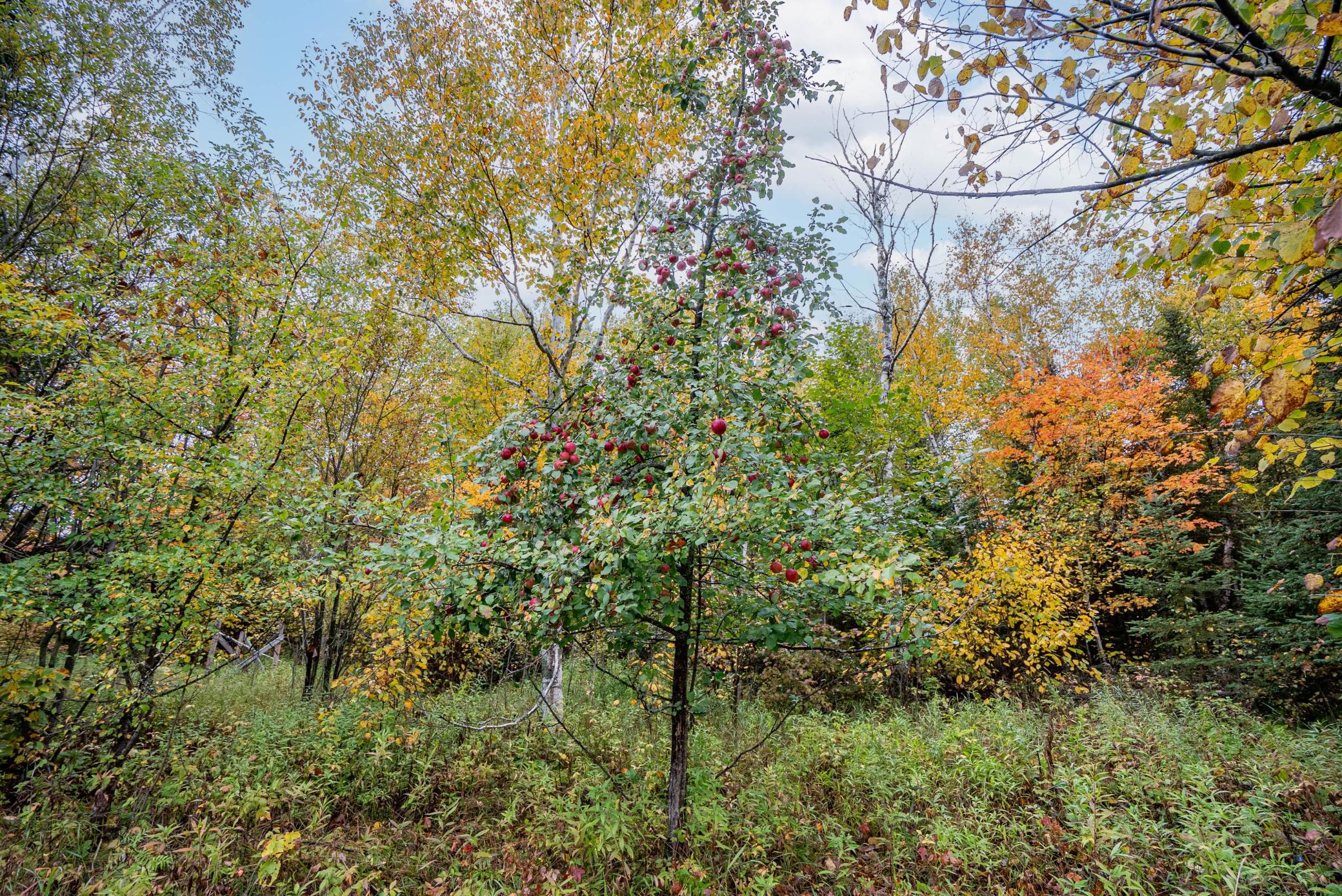 9821 Highway 2 Property Photo 32