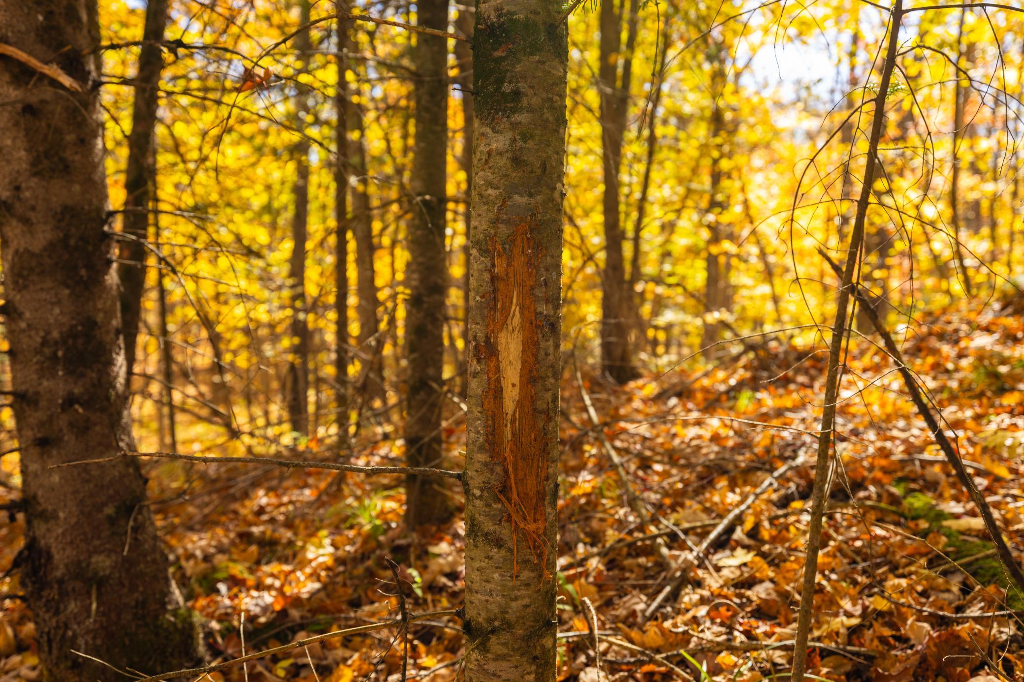 W2621 Goetzke Road Property Photo 27