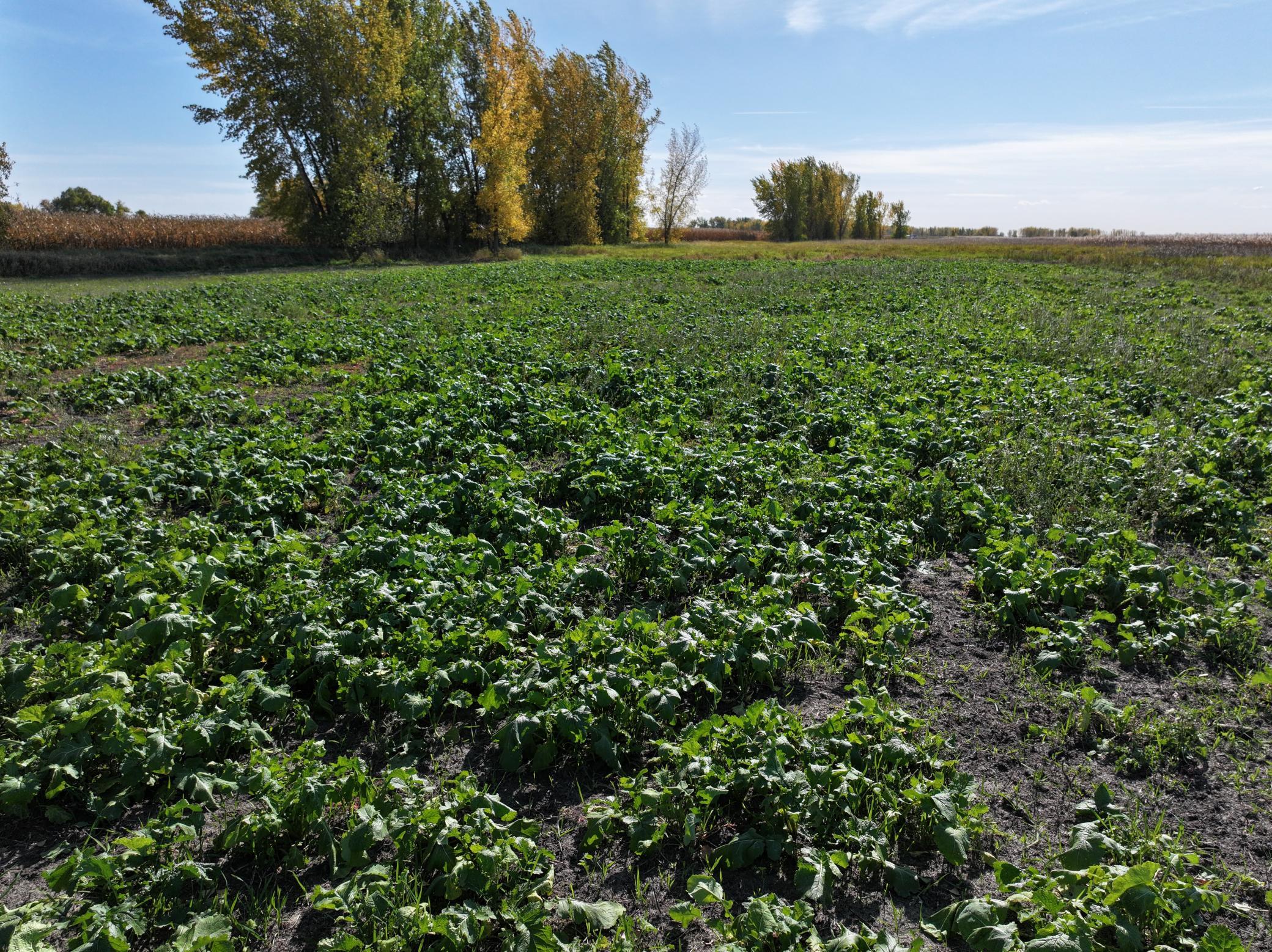 Tbd Co Rd 3 Property Photo 3