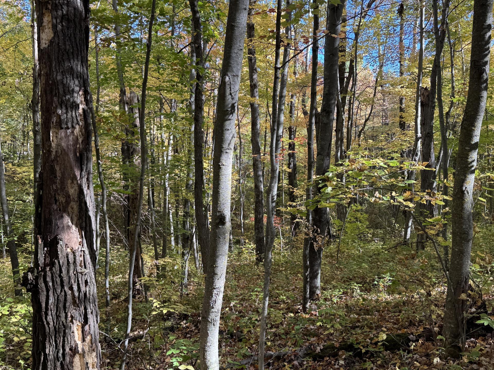 Tbd White Overlook Drive Property Photo 17
