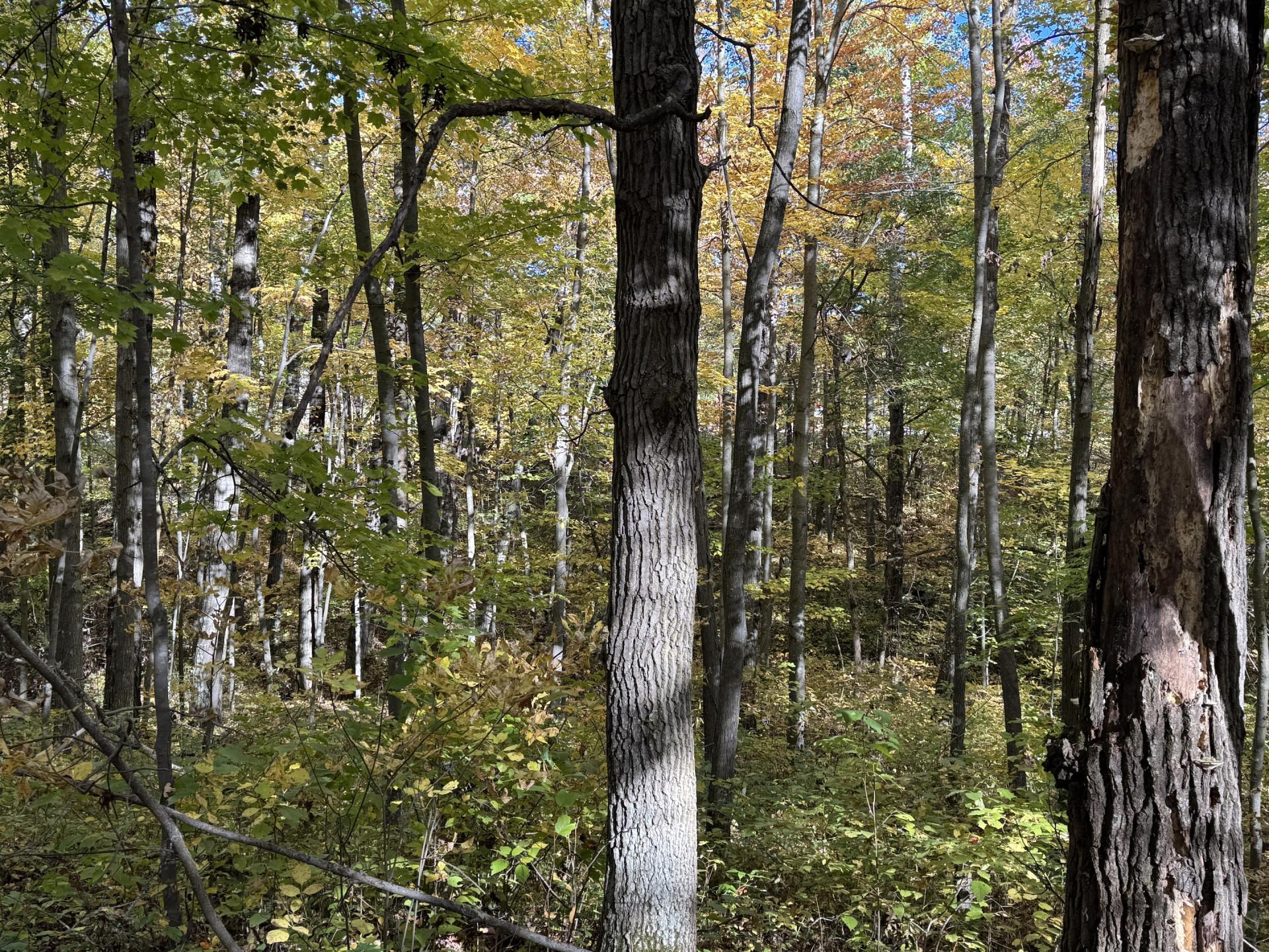 Tbd White Overlook Drive Property Photo 18