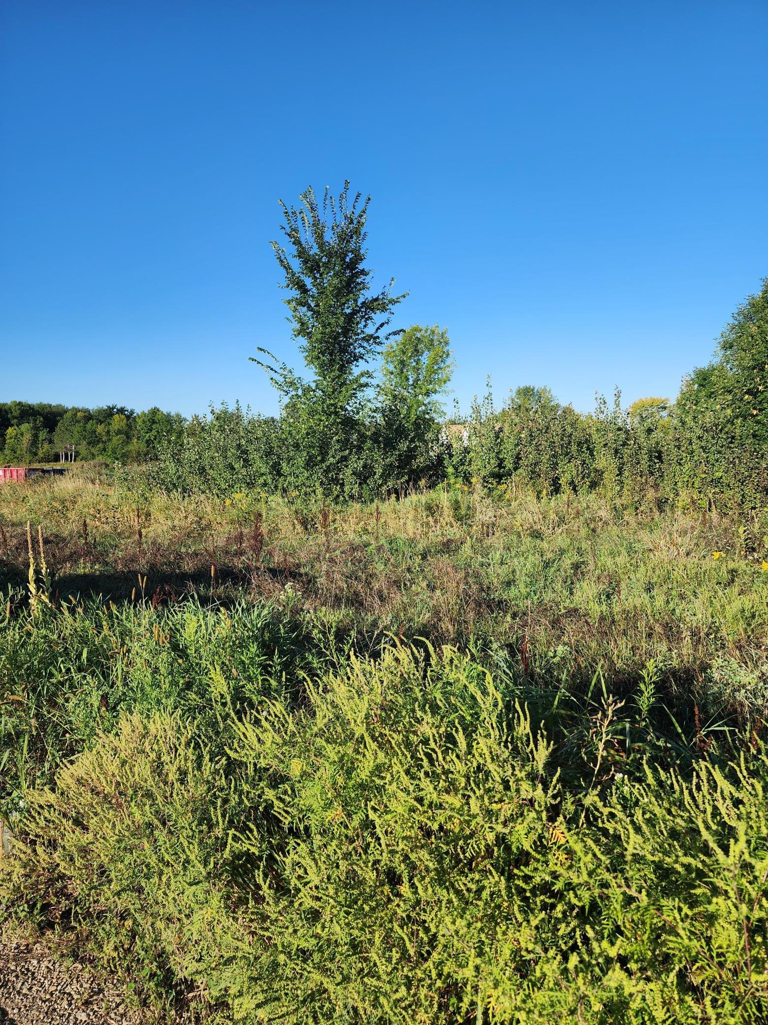 21264 Dorothy Way Property Photo 3