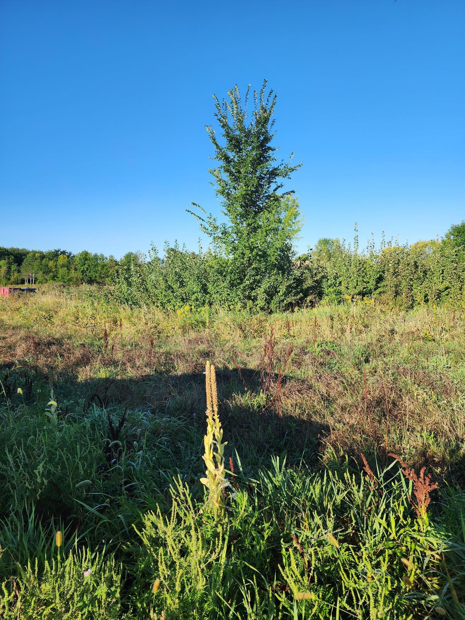 21264 Dorothy Way Property Photo 4