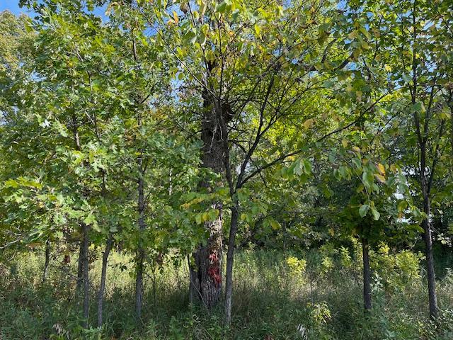 Xxxx Woodsmen Lane Property Photo 5