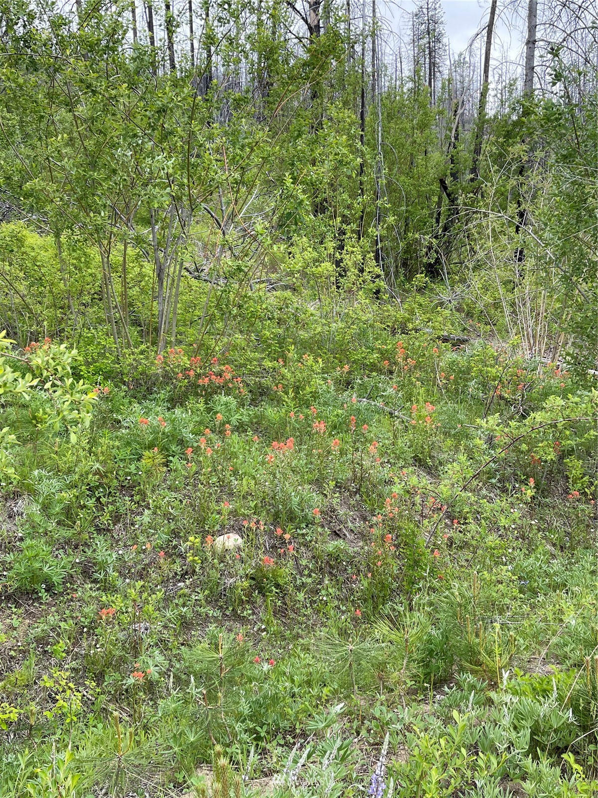0 960x Knox Road Property Photo 40