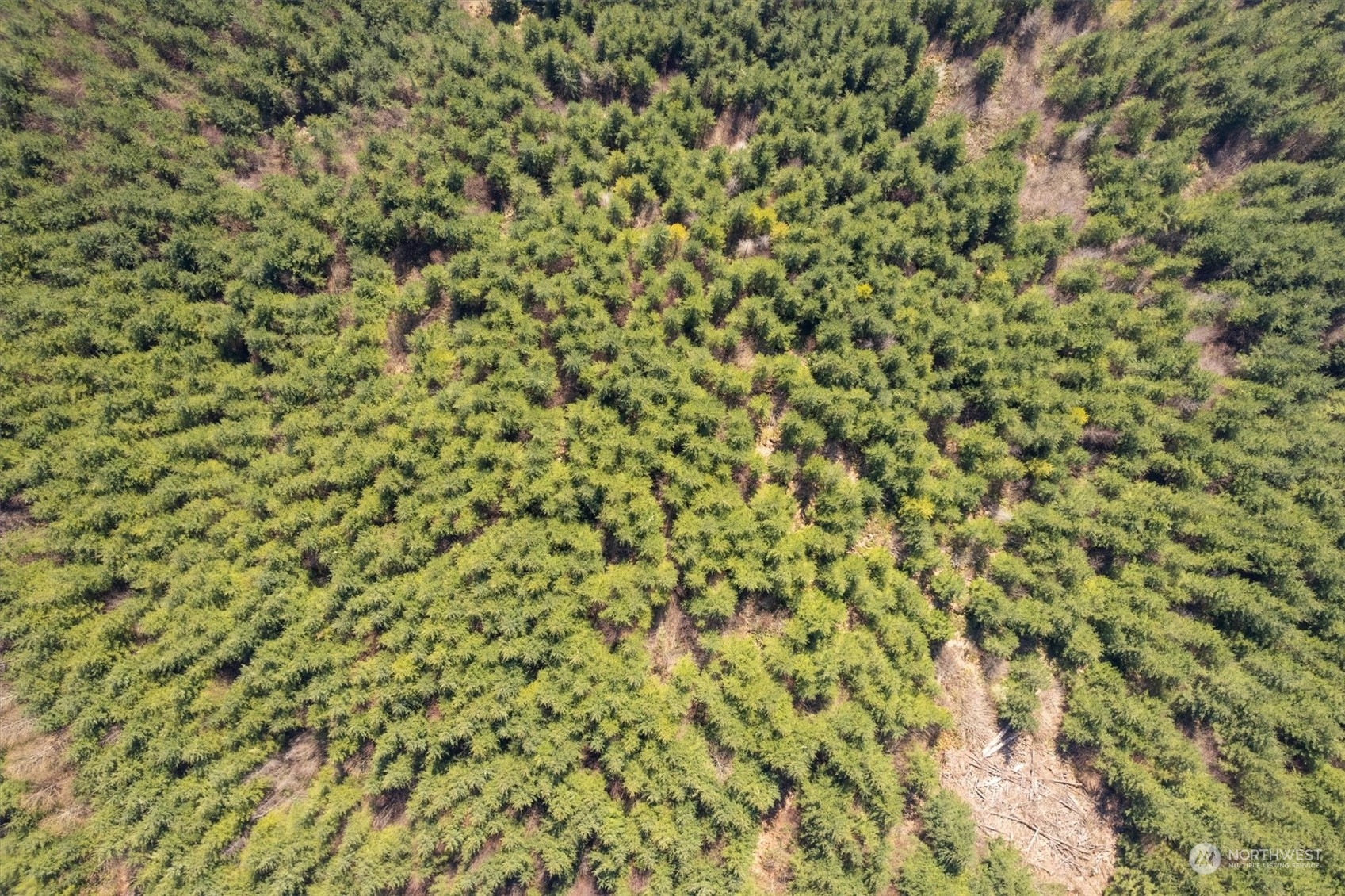 0 Cedar Mist Property Photo 9