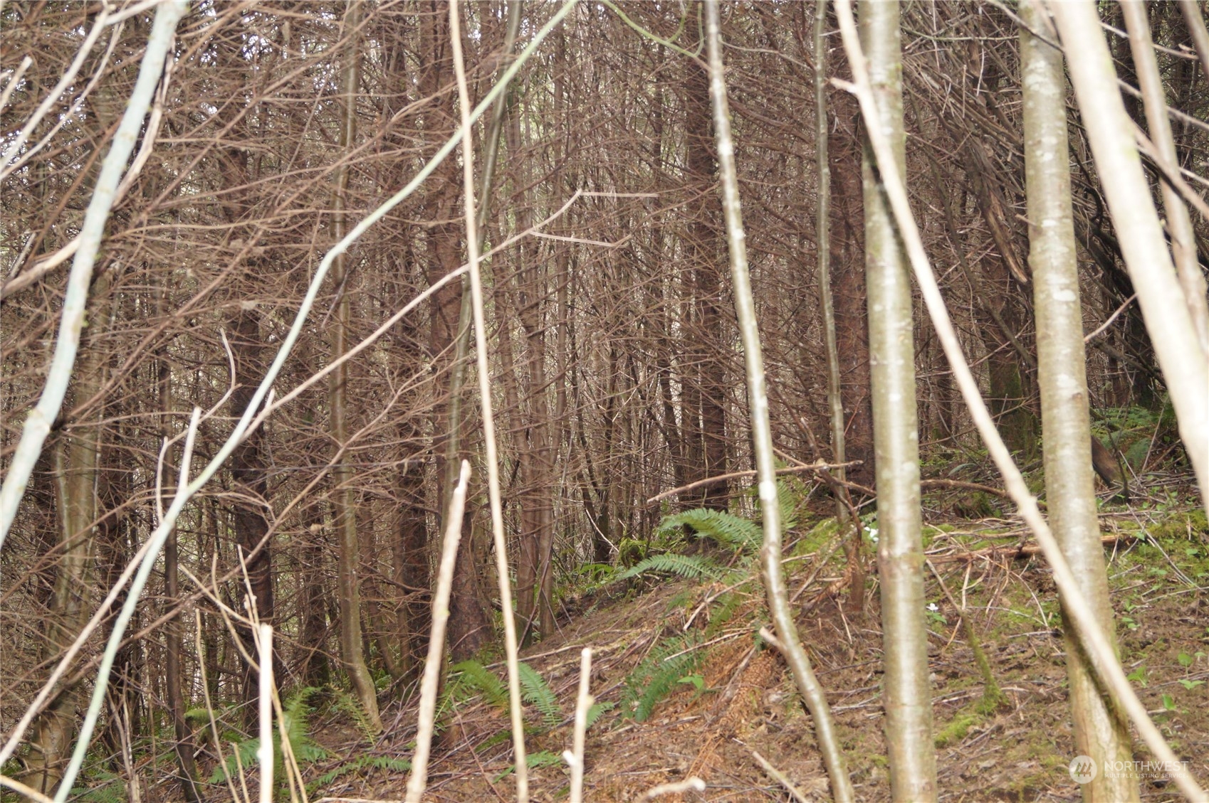 0 Off Of State Route 107 Property Photo 8