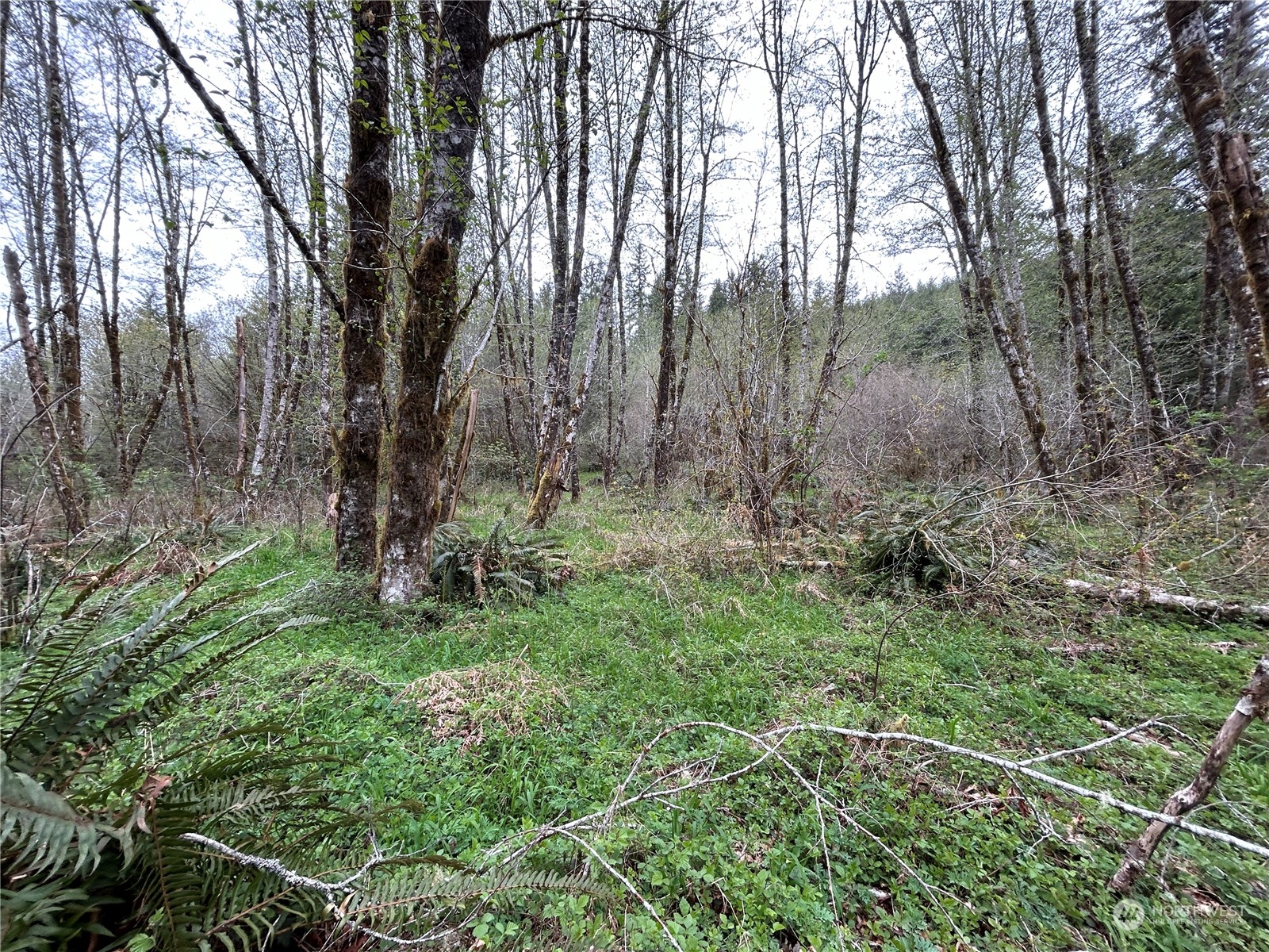 0 Lot 3 Abernathy Creek Road Property Photo 2
