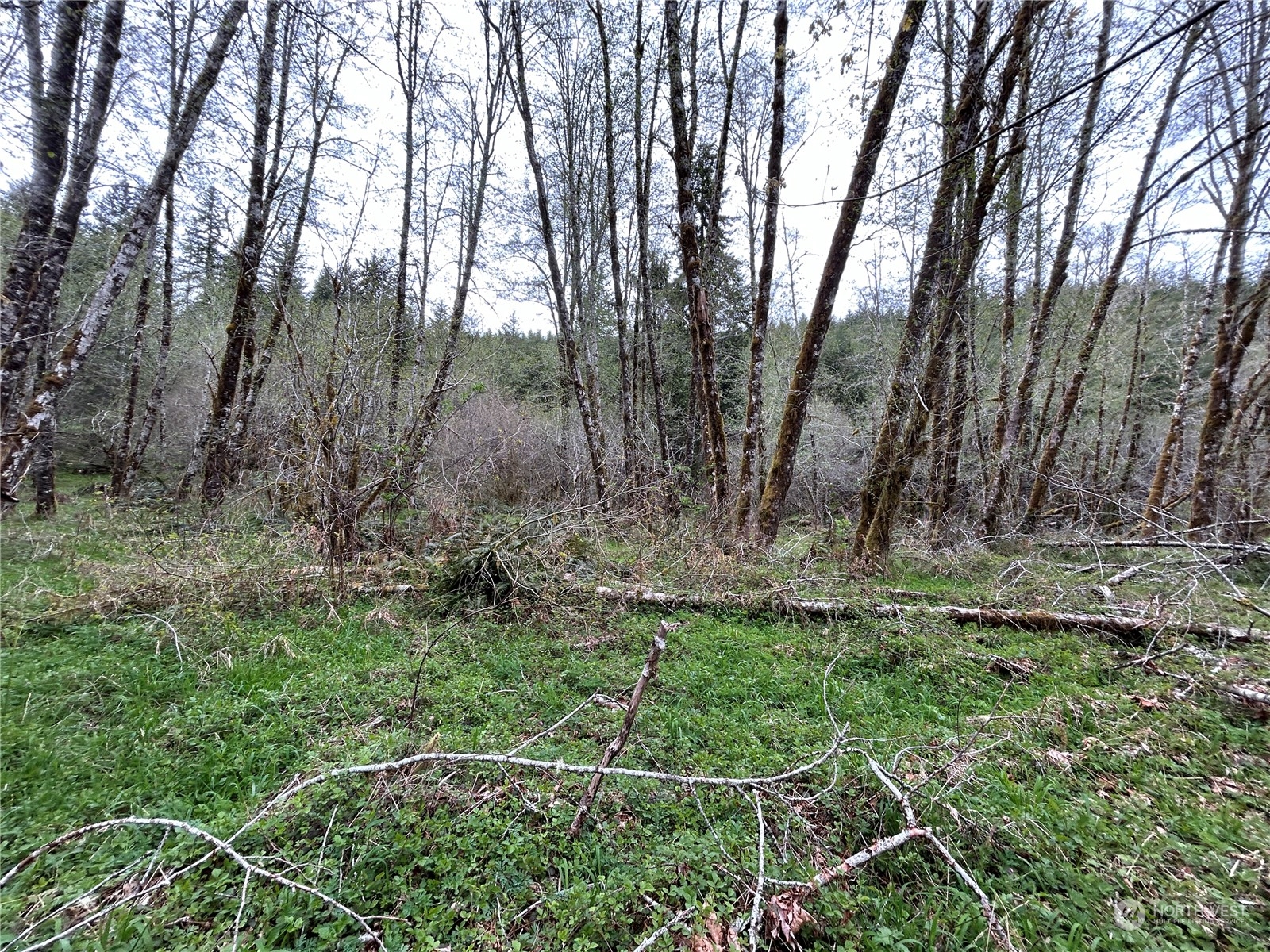 0 Lot 3 Abernathy Creek Road Property Photo 4