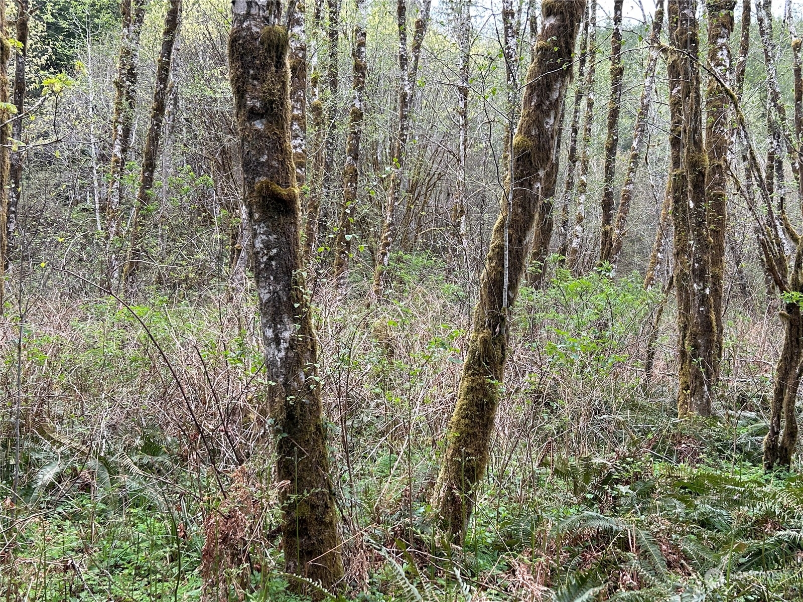 0 Lot 3 Abernathy Creek Road Property Photo 5