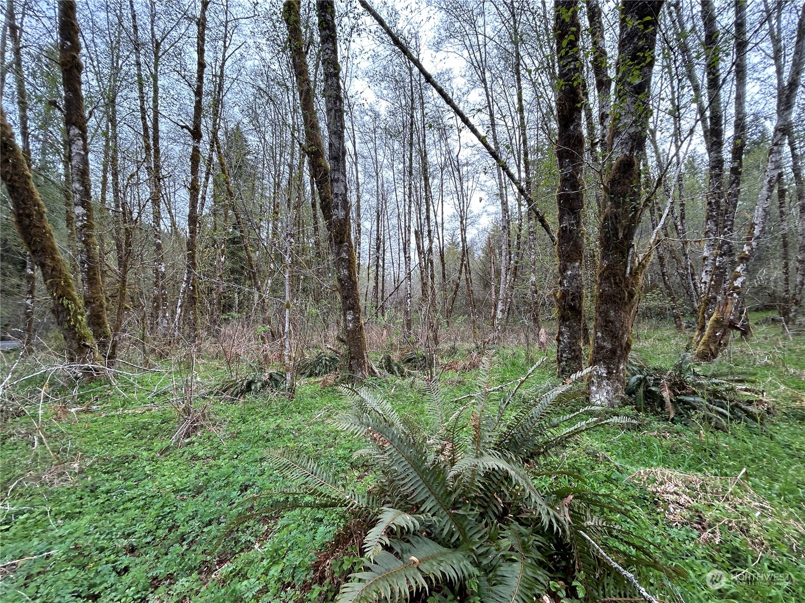 0 Lot 3 Abernathy Creek Road Property Photo 6