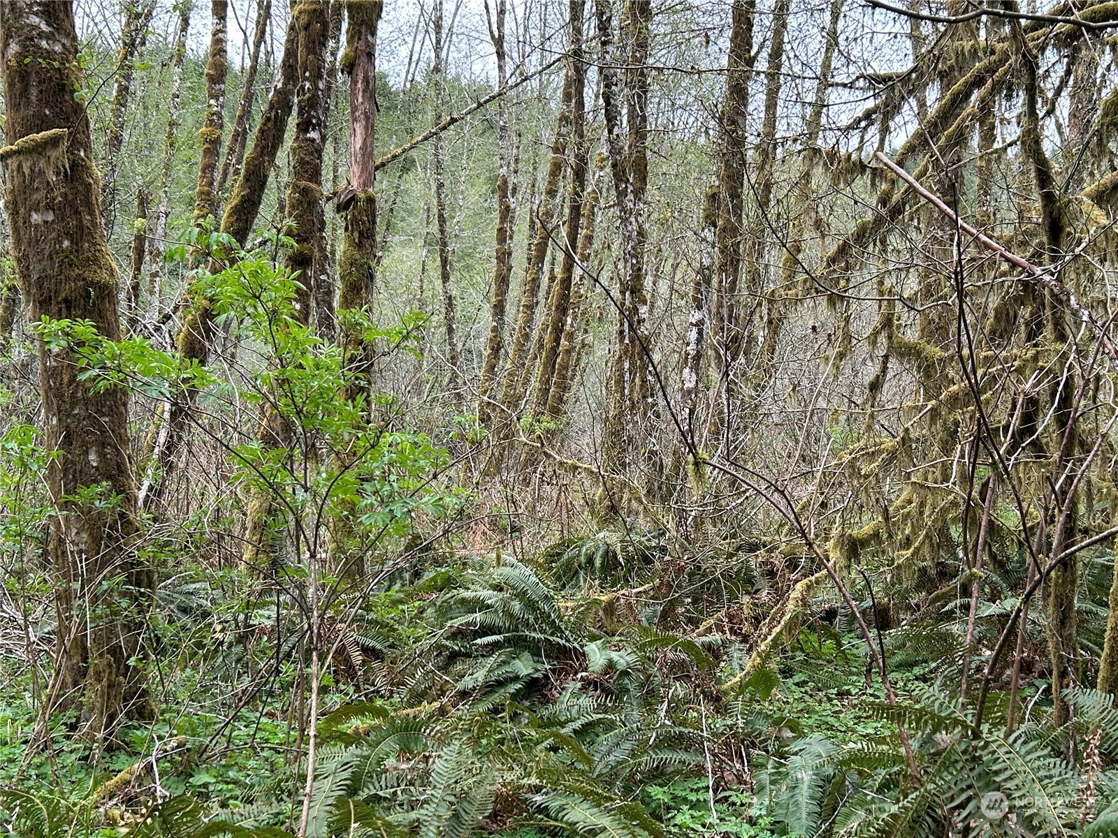 0 Lot 3 Abernathy Creek Road Property Photo 7