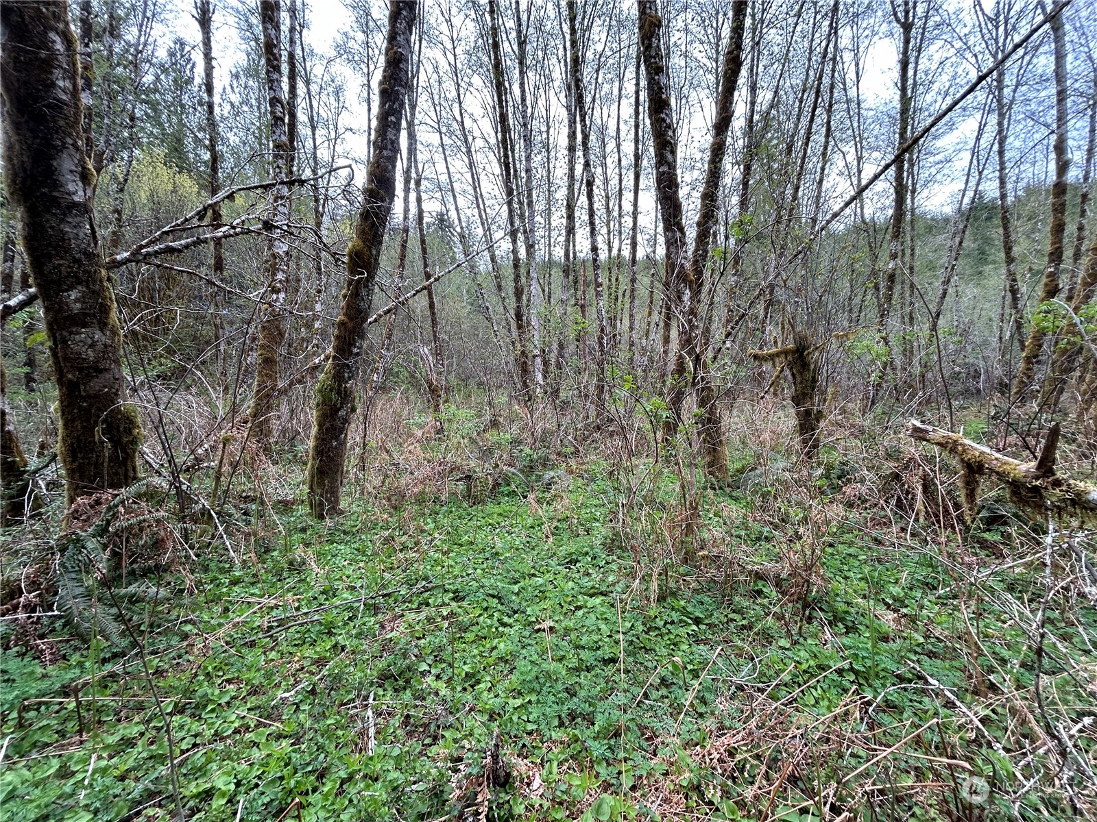 0 Lot 3 Abernathy Creek Road Property Photo 8