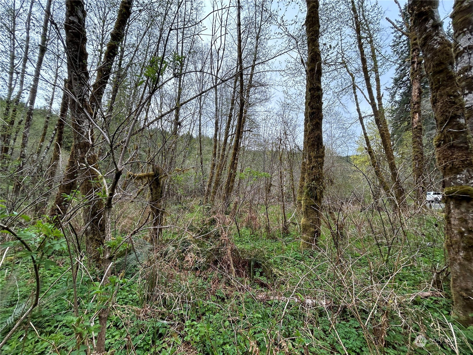 0 Lot 3 Abernathy Creek Road Property Photo 9
