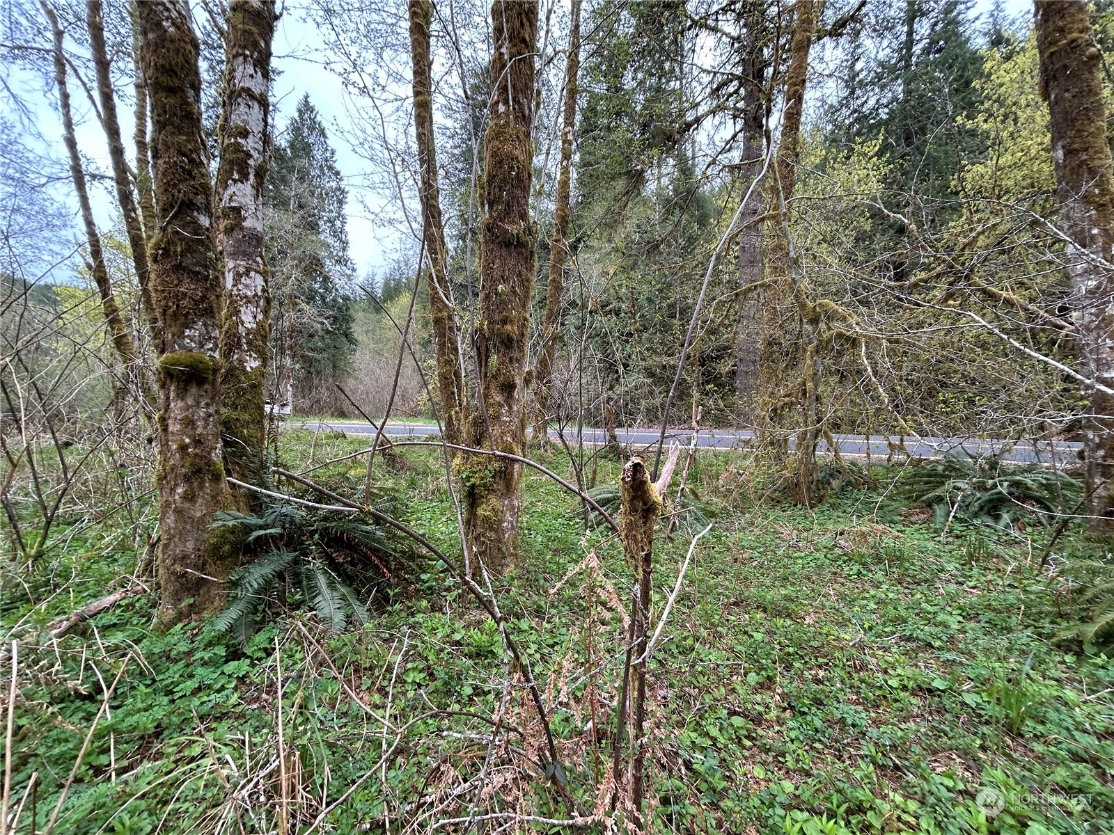 0 Lot 3 Abernathy Creek Road Property Photo 10