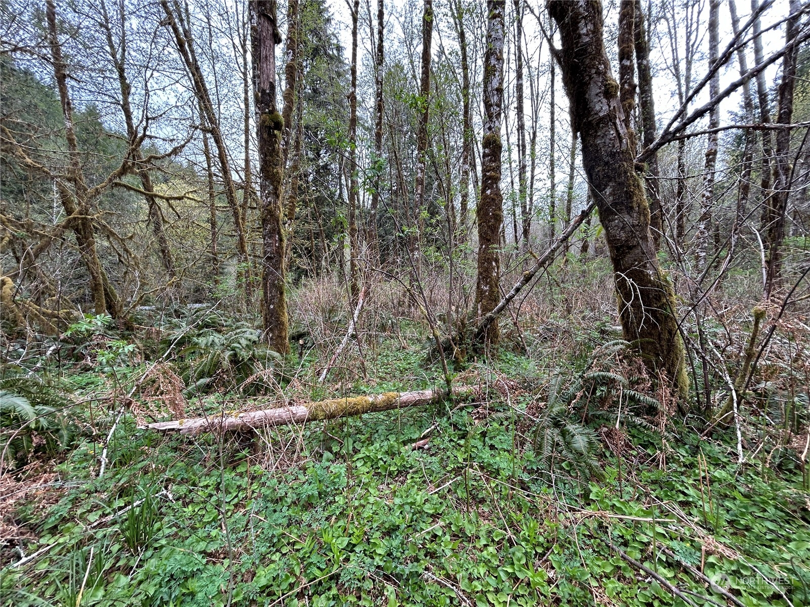 0 Lot 3 Abernathy Creek Road Property Photo 11