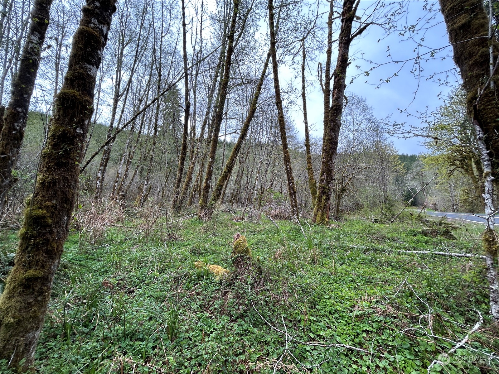 0 Lot 3 Abernathy Creek Road Property Photo 12