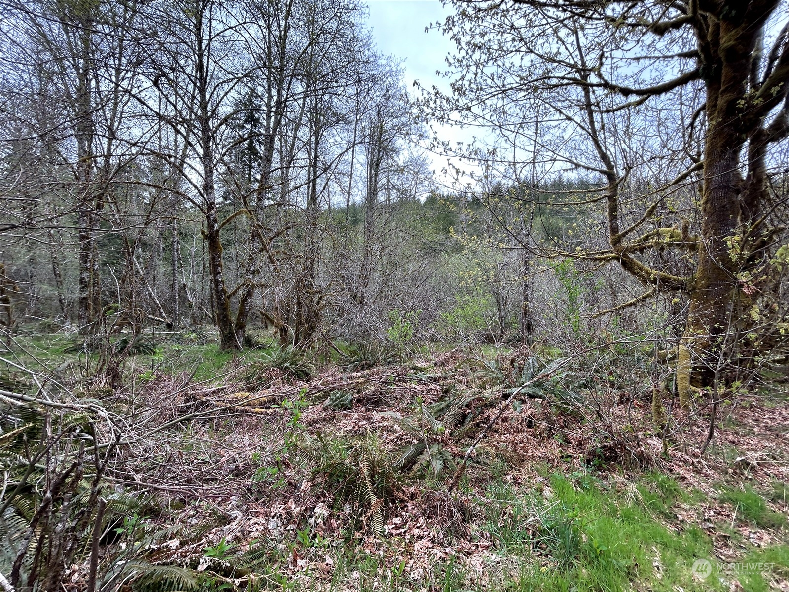 0 Lot 3 Abernathy Creek Road Property Photo 13