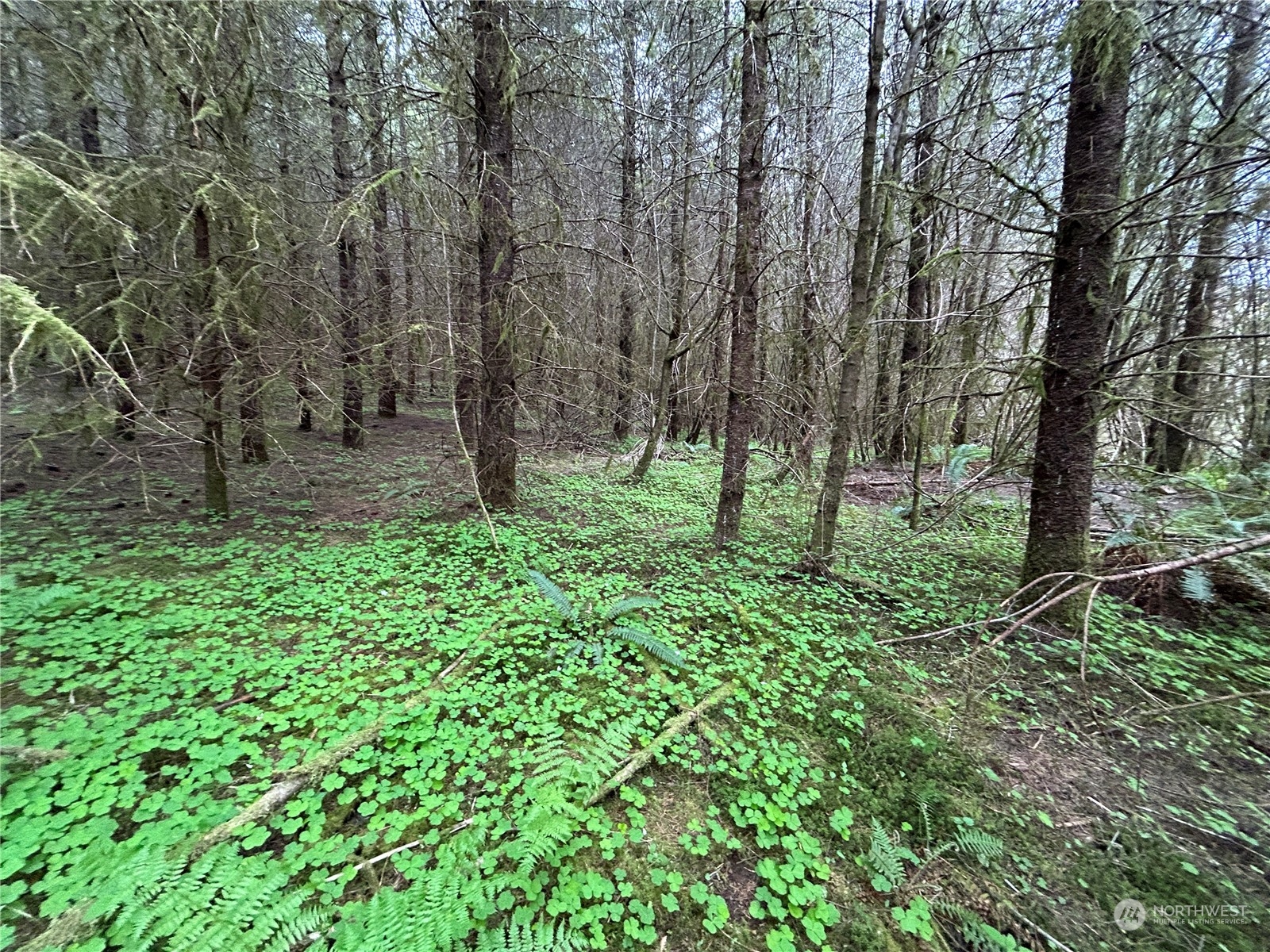 0 Lot 4 Abernathy Creek Road Property Photo 2