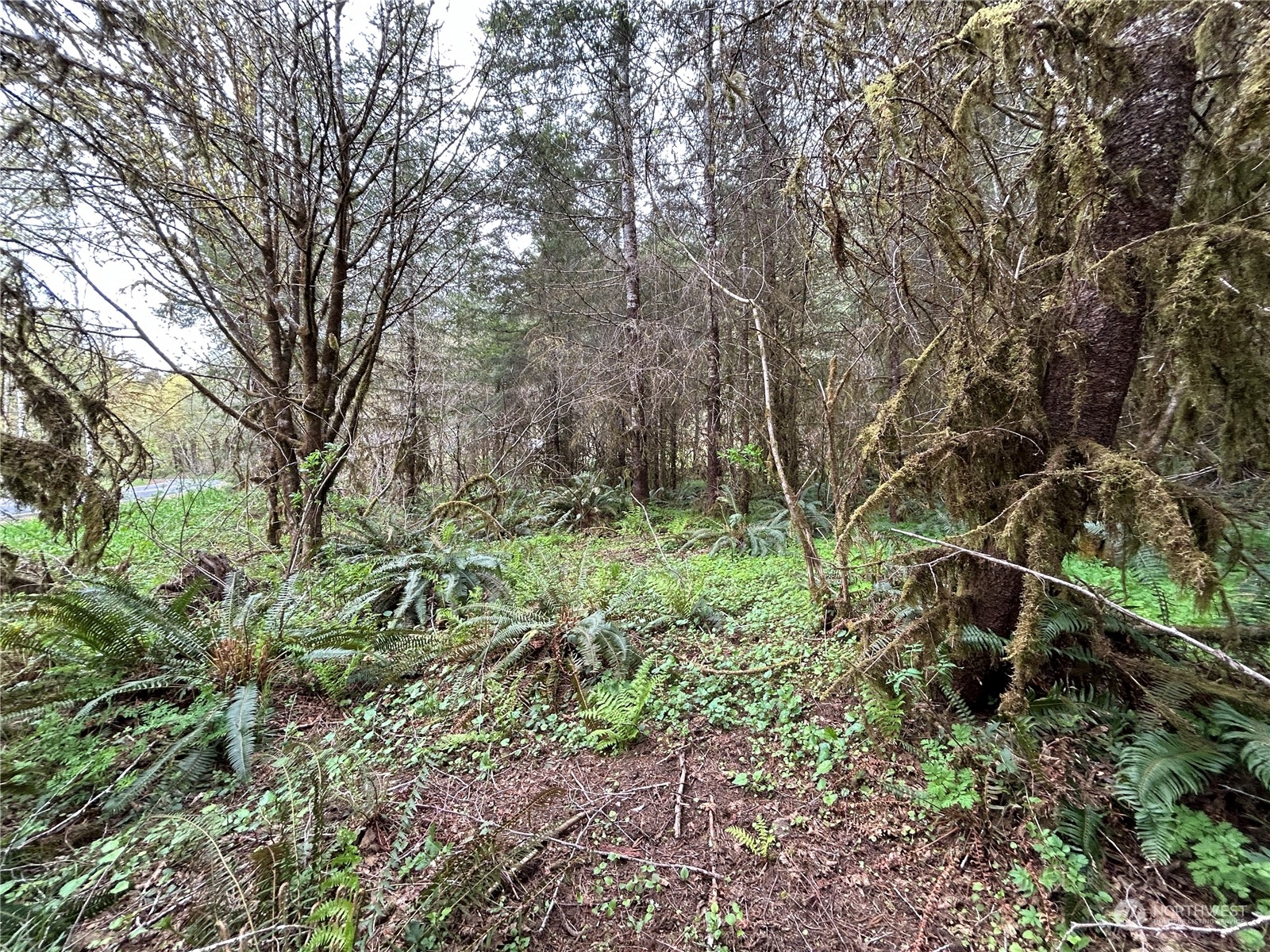 0 Lot 4 Abernathy Creek Road Property Photo 5