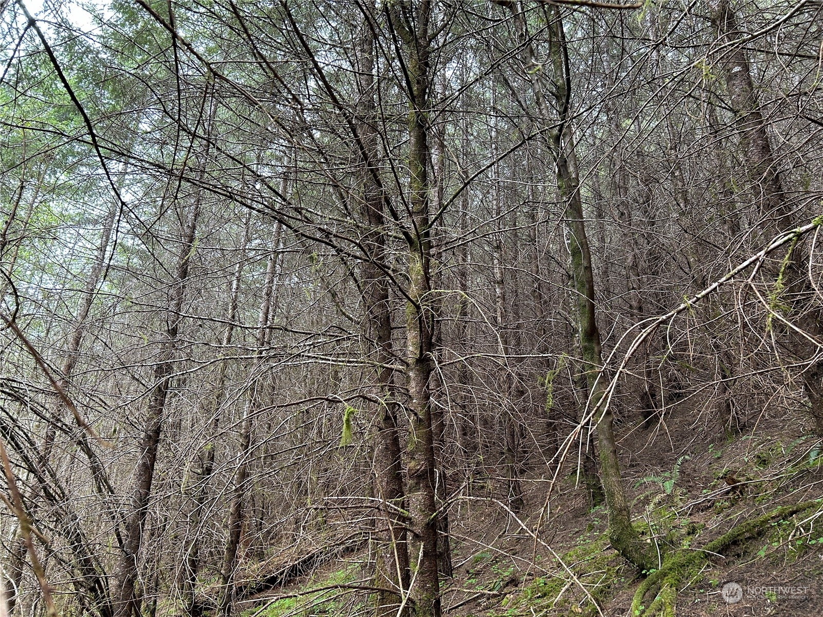 0 Lot 4 Abernathy Creek Road Property Photo 6