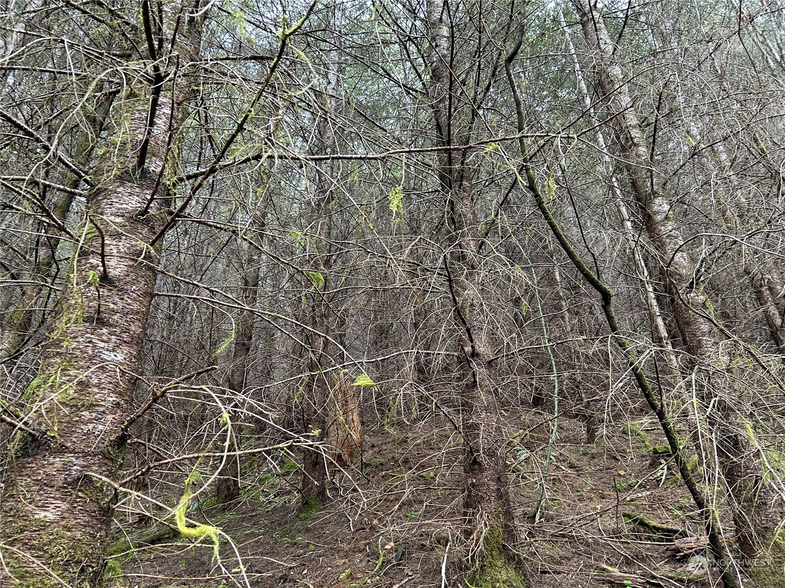 0 Lot 4 Abernathy Creek Road Property Photo 9