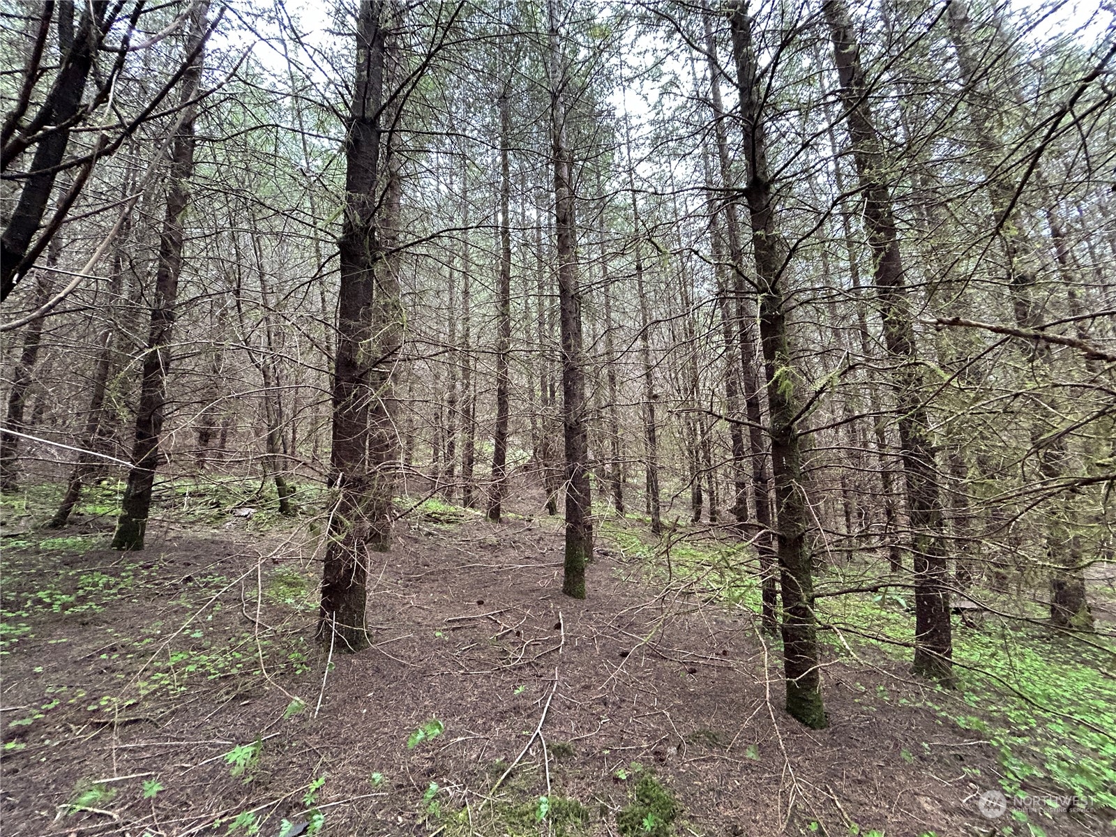 0 Lot 4 Abernathy Creek Road Property Photo 10