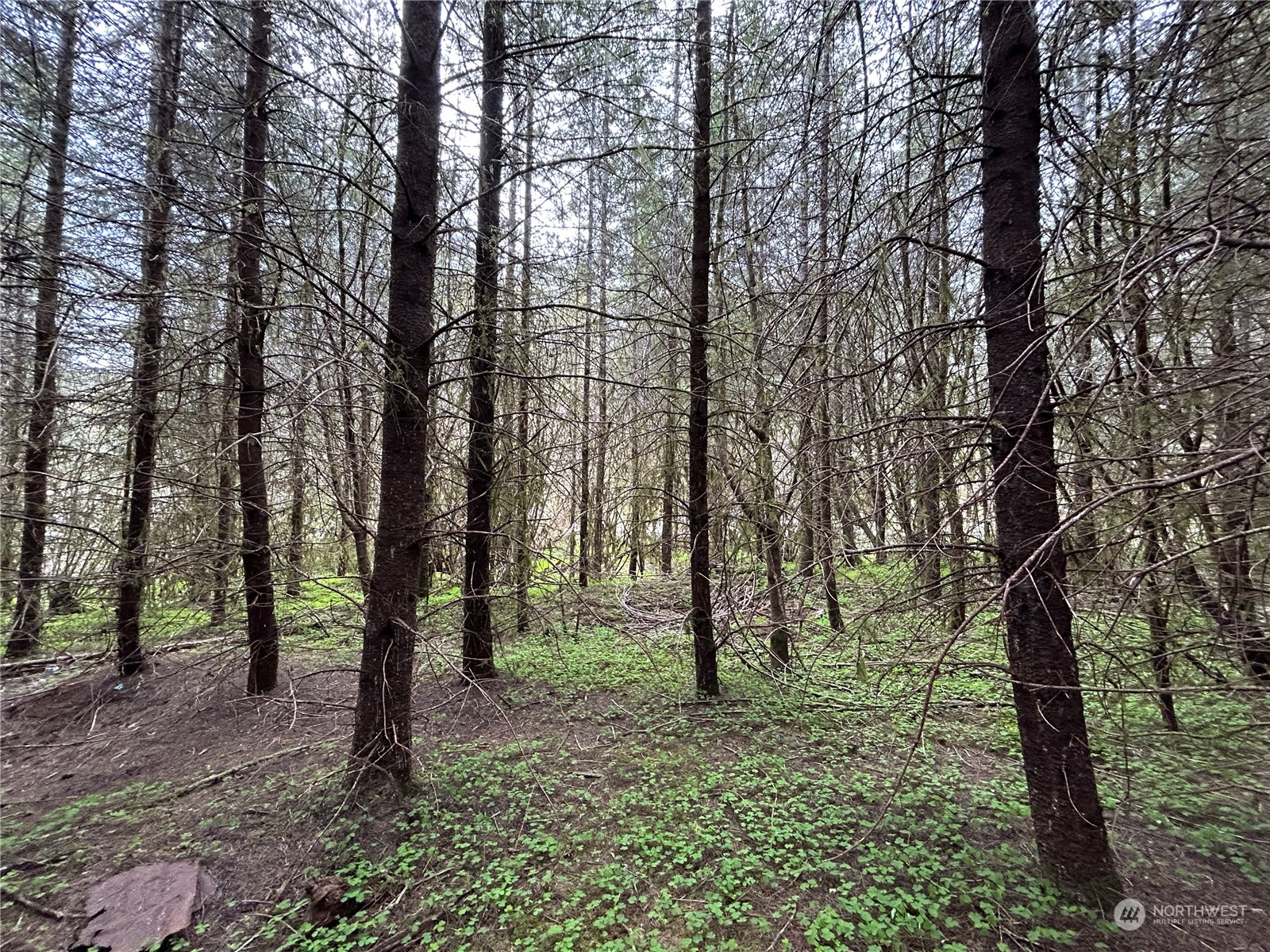 0 Lot 4 Abernathy Creek Road Property Photo 12
