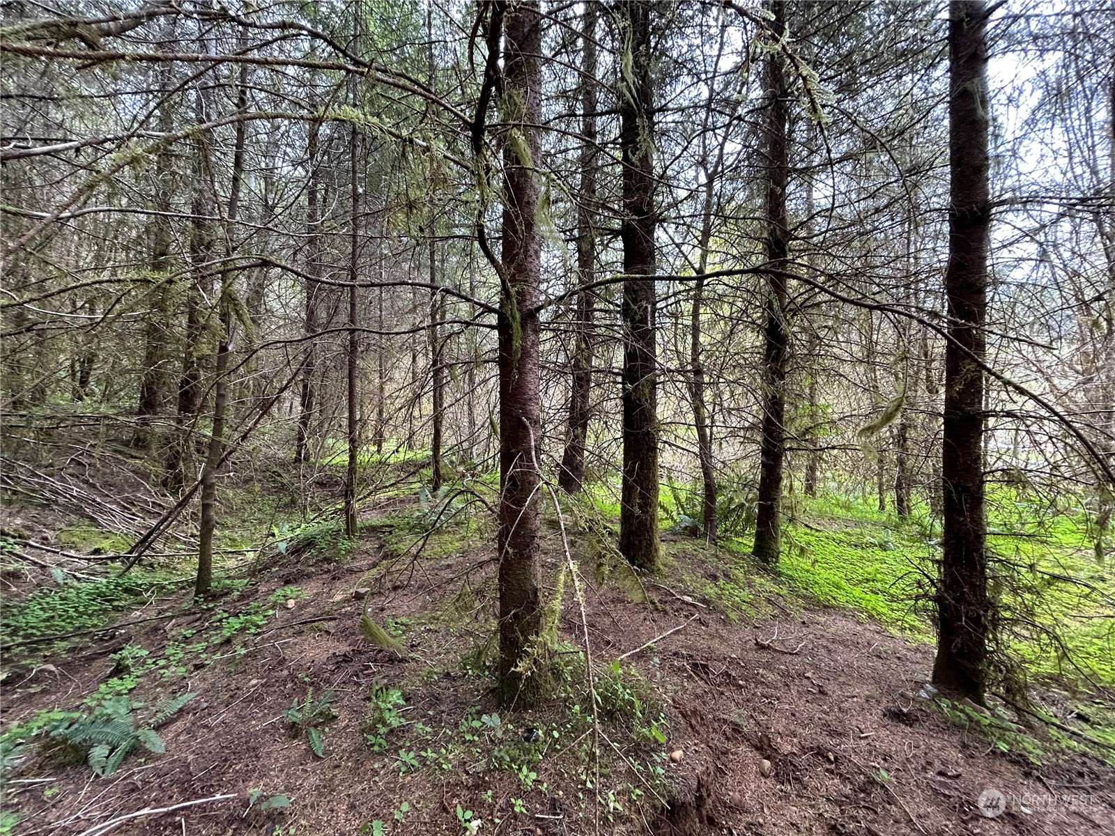 0 Lot 4 Abernathy Creek Road Property Photo 13