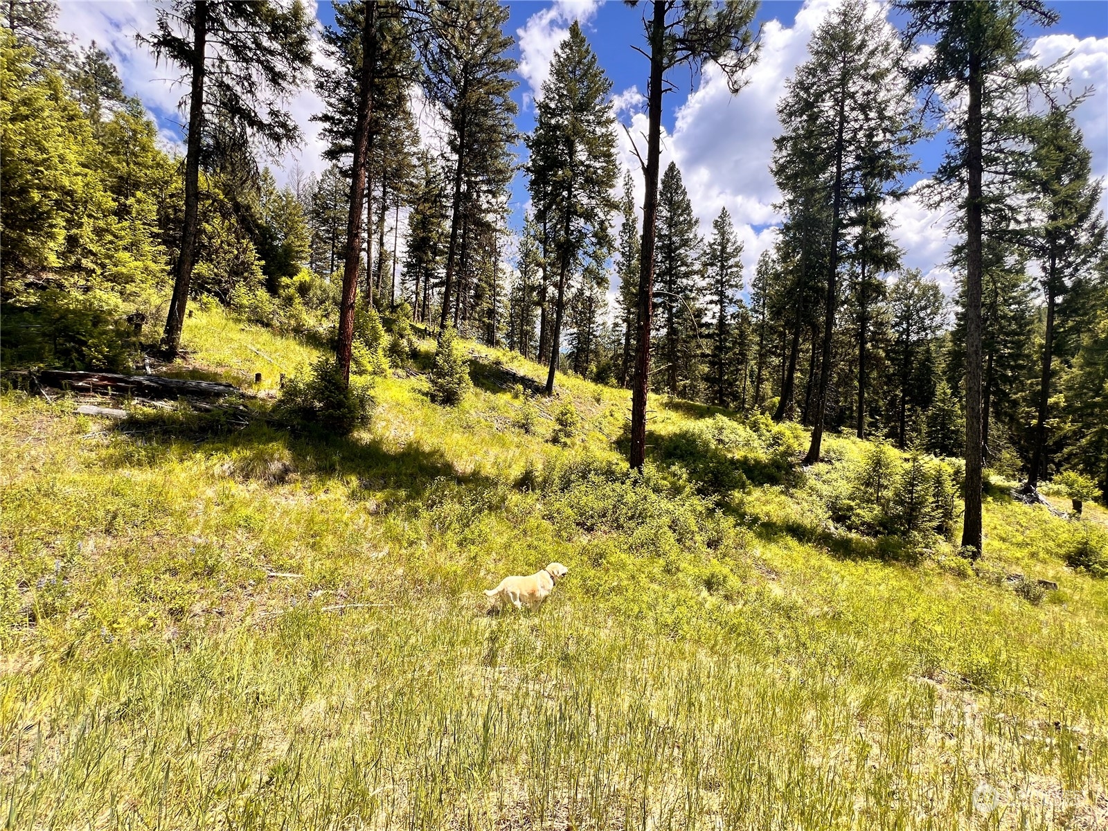 0 Tbd Old Kettle Falls Road Property Photo 3