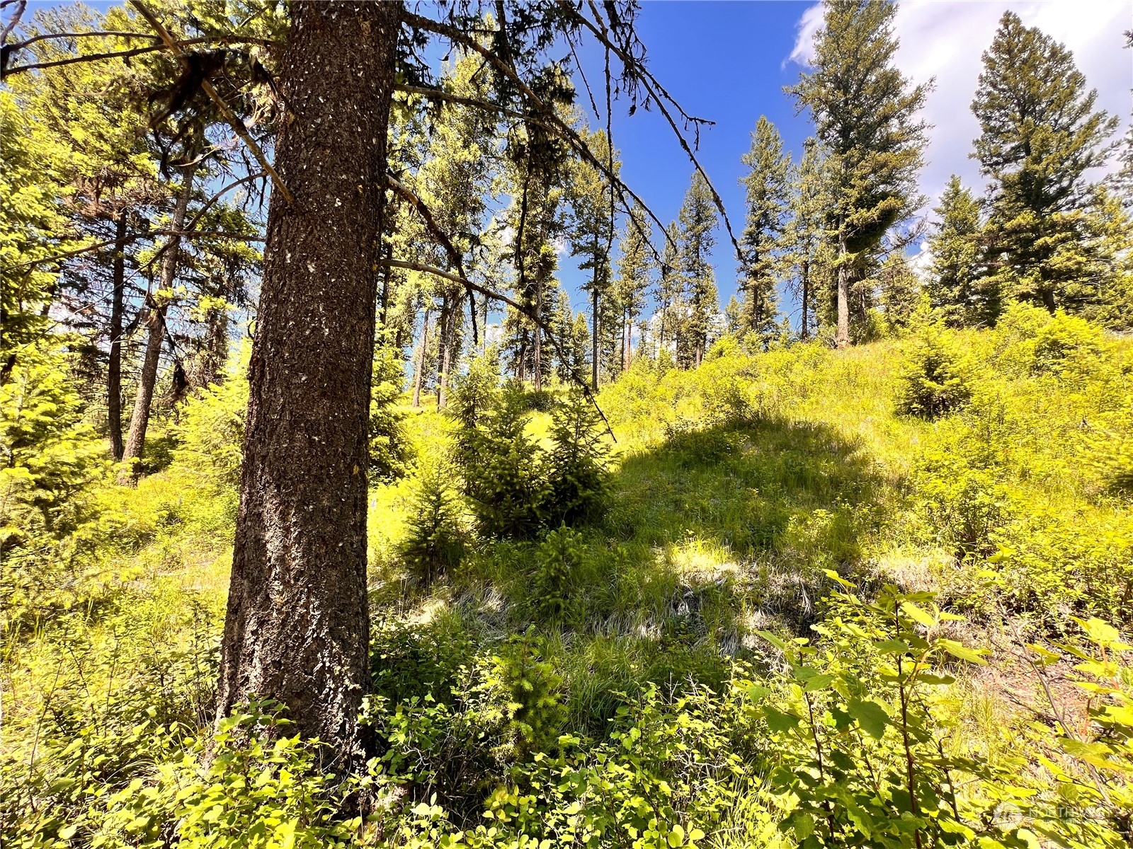 0 Tbd Old Kettle Falls Road Property Photo 6
