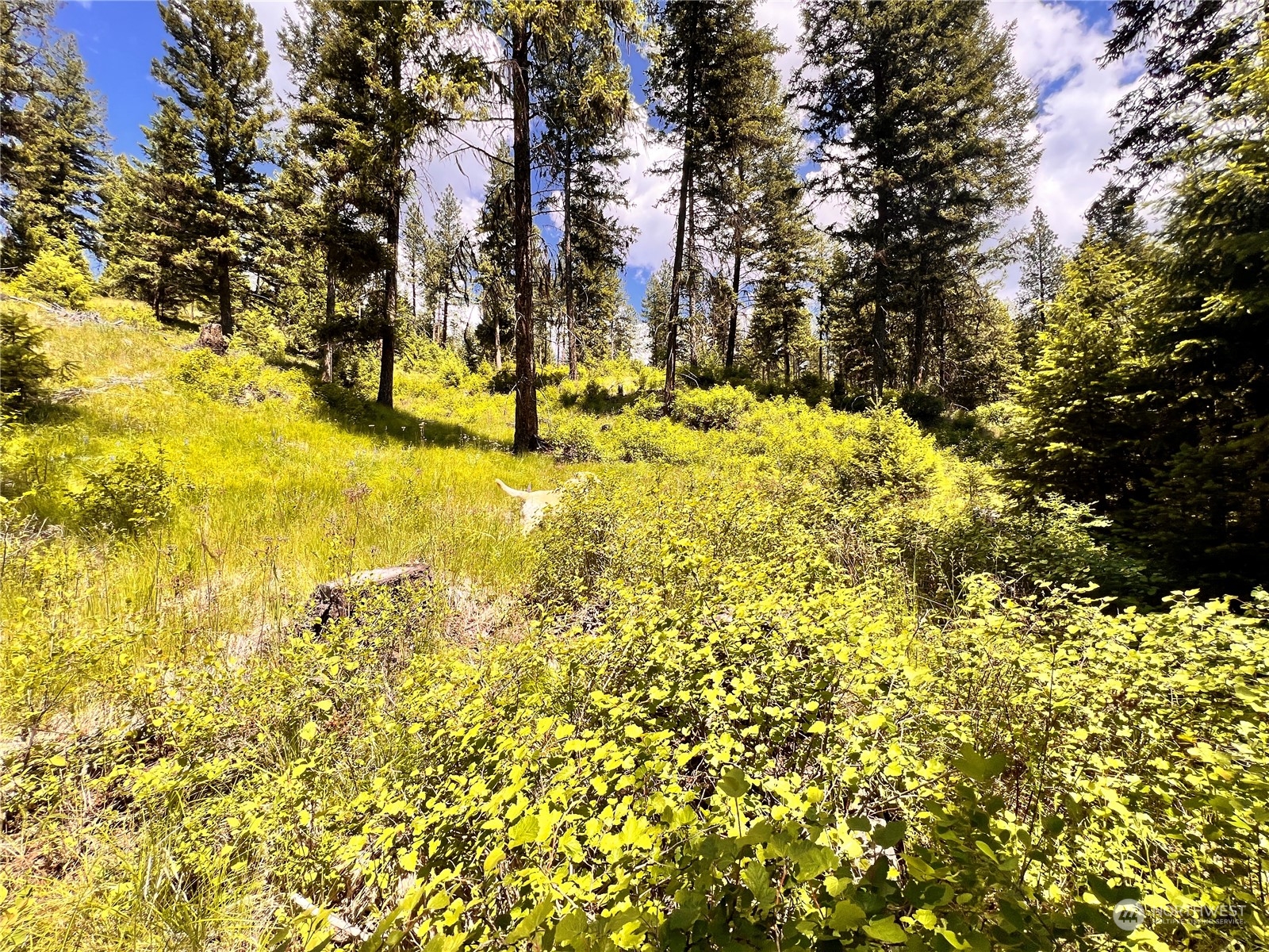 0 Tbd Old Kettle Falls Road Property Photo 8