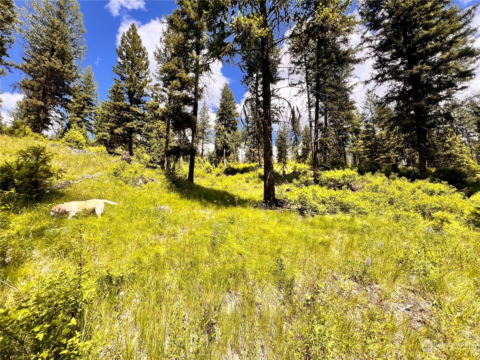 0 Tbd Old Kettle Falls Road Property Photo 10