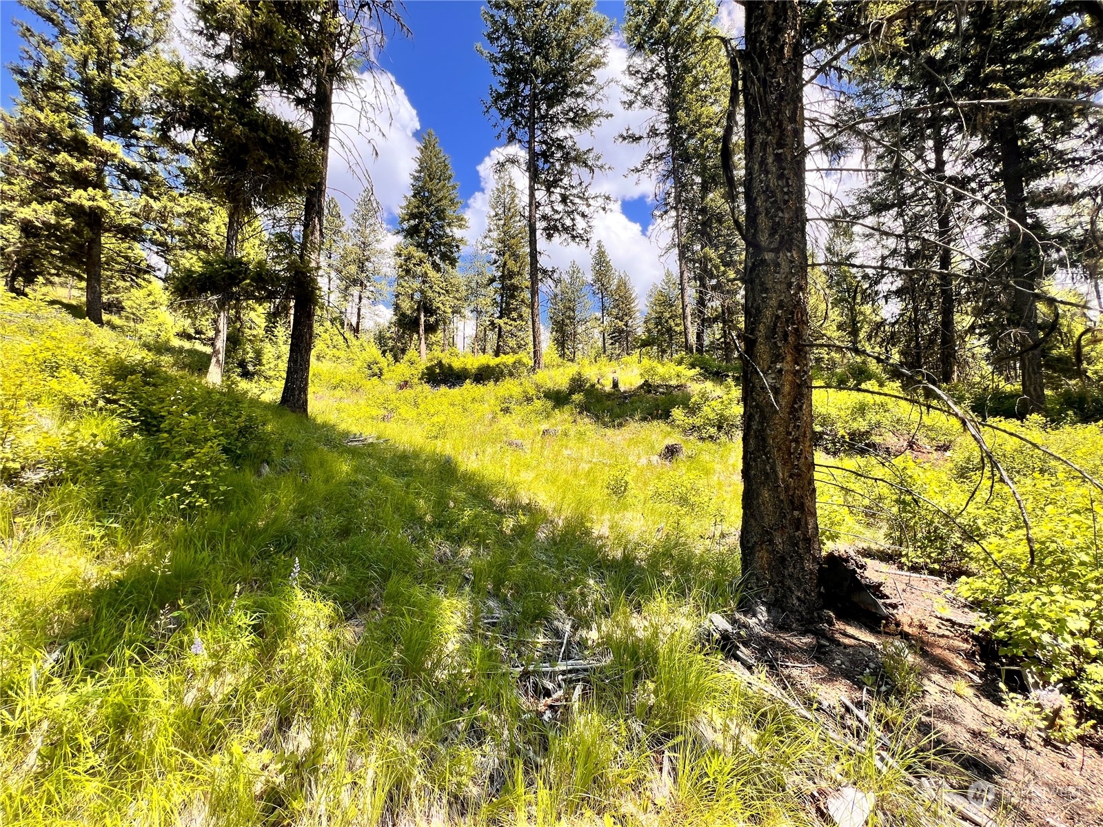 0 Tbd Old Kettle Falls Road Property Photo 12